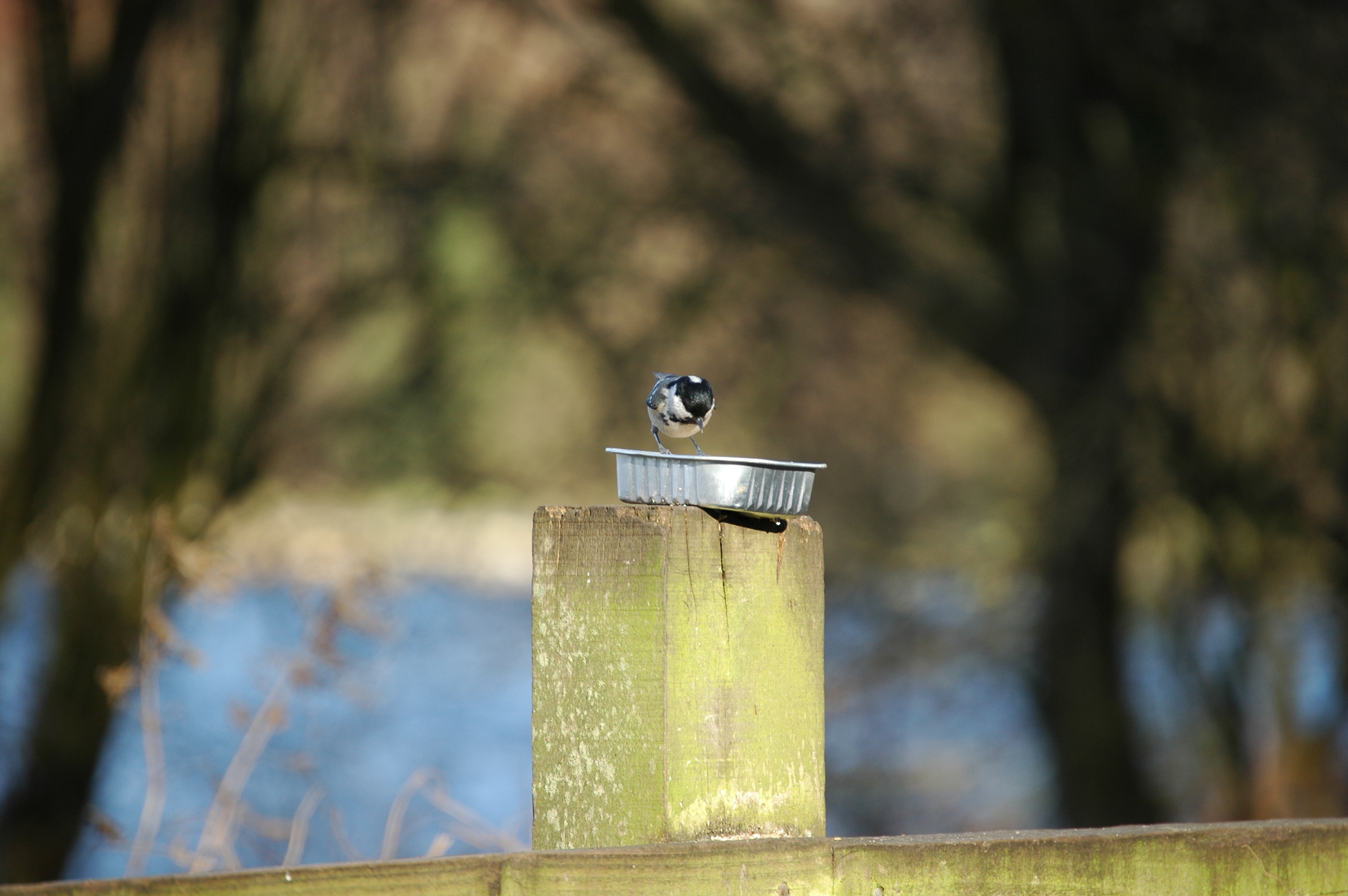 photos/wildlife/Bird_Species/168-Tits-Chickadees/7625-Coal_Tit/20060217-Wellbeck-02.jpg