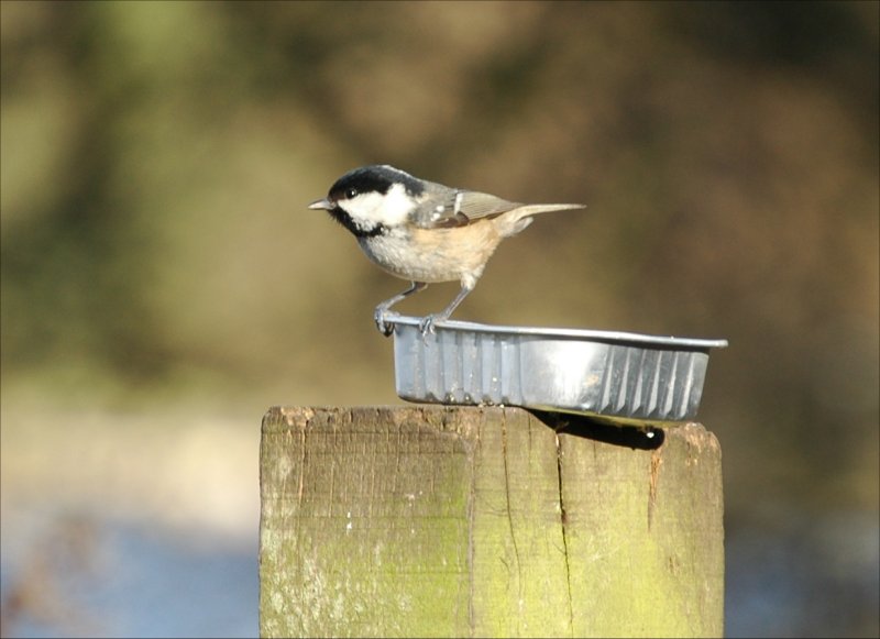 photos/wildlife/Bird_Species/168-Tits-Chickadees/7625-Coal_Tit/20060217-Wellbeck-03-small.jpg