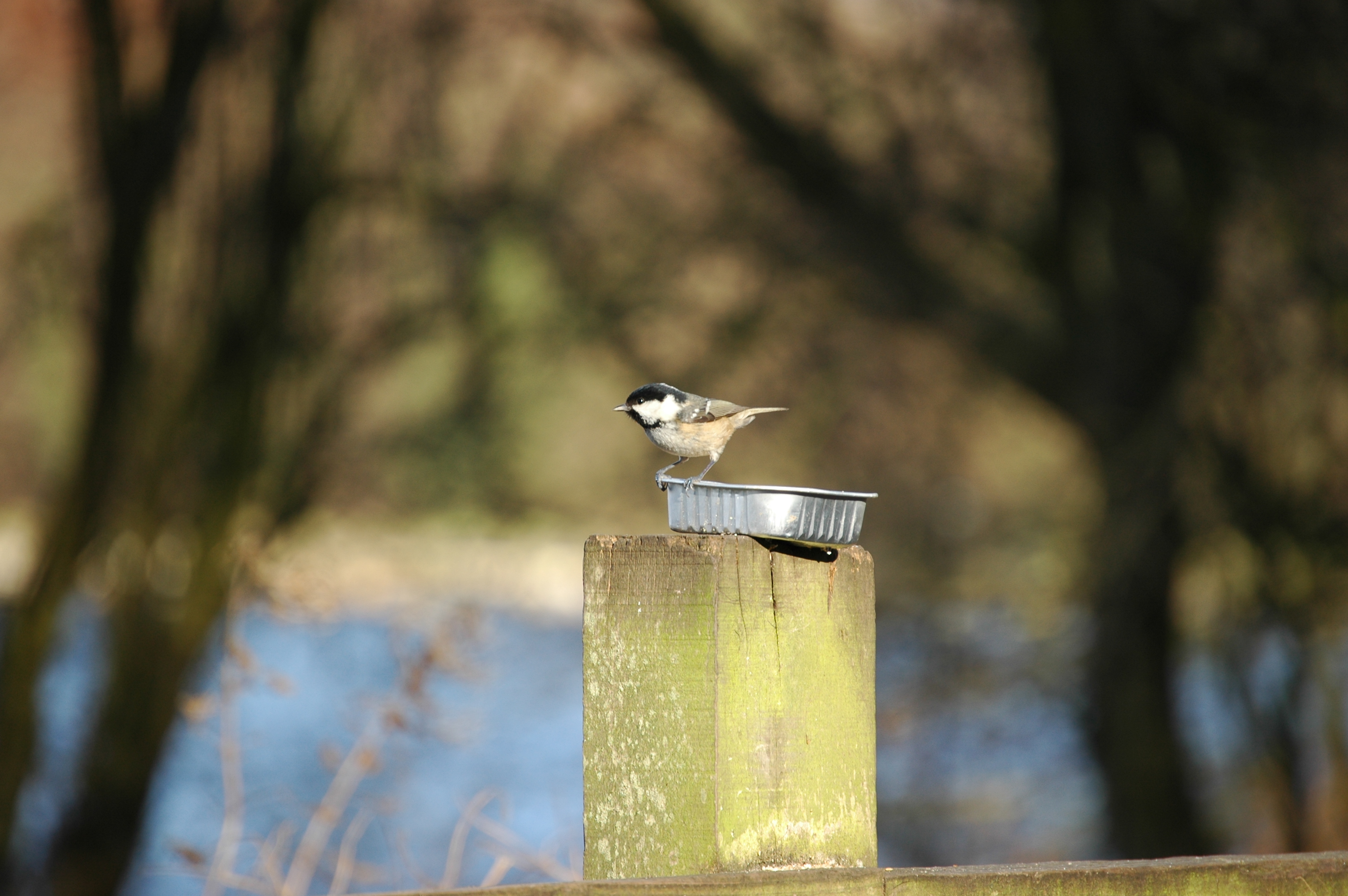 photos/wildlife/Bird_Species/168-Tits-Chickadees/7625-Coal_Tit/20060217-Wellbeck-03.jpg