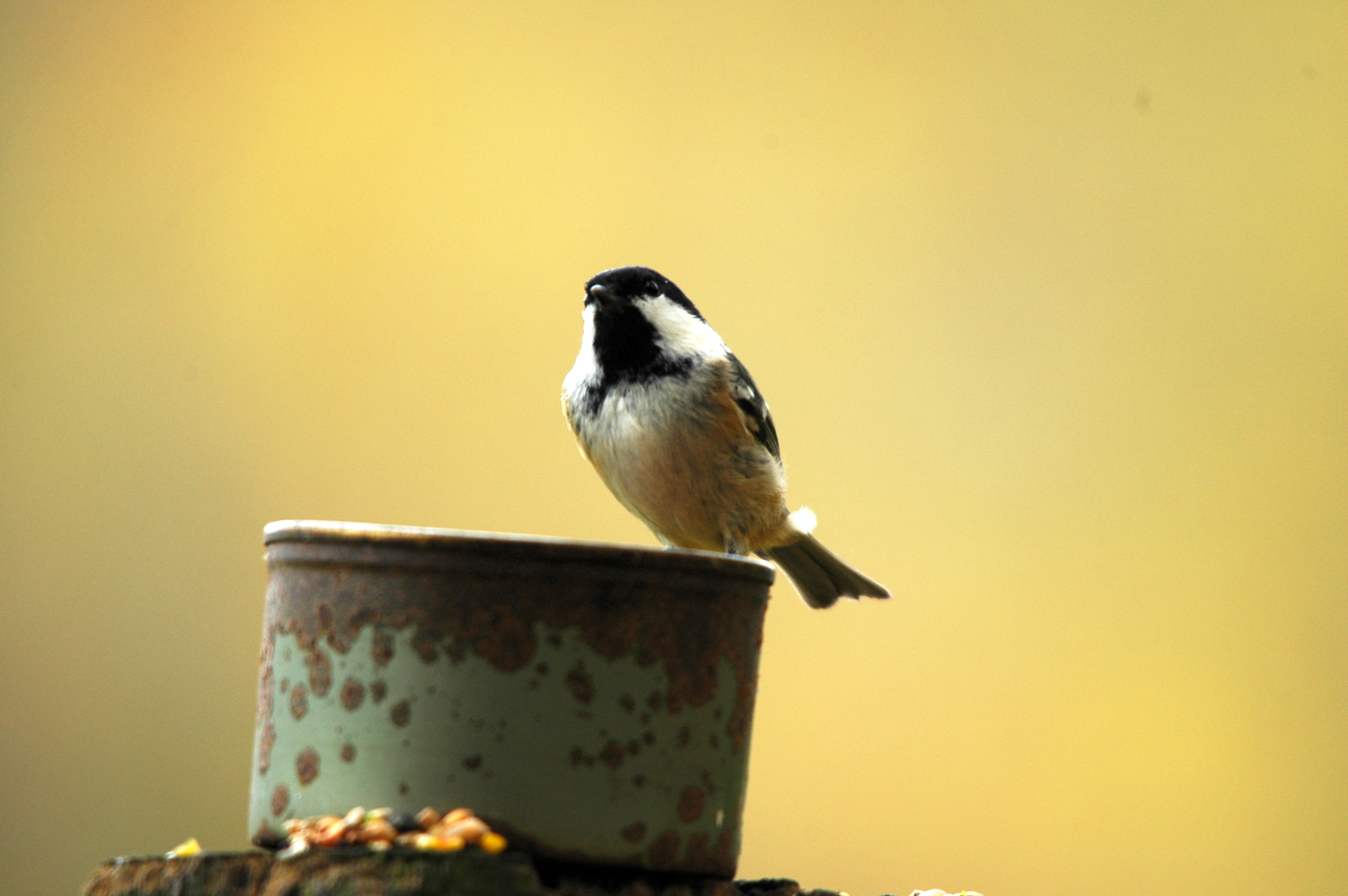 photos/wildlife/Bird_Species/168-Tits-Chickadees/7625-Coal_Tit/DSC_3803.JPG