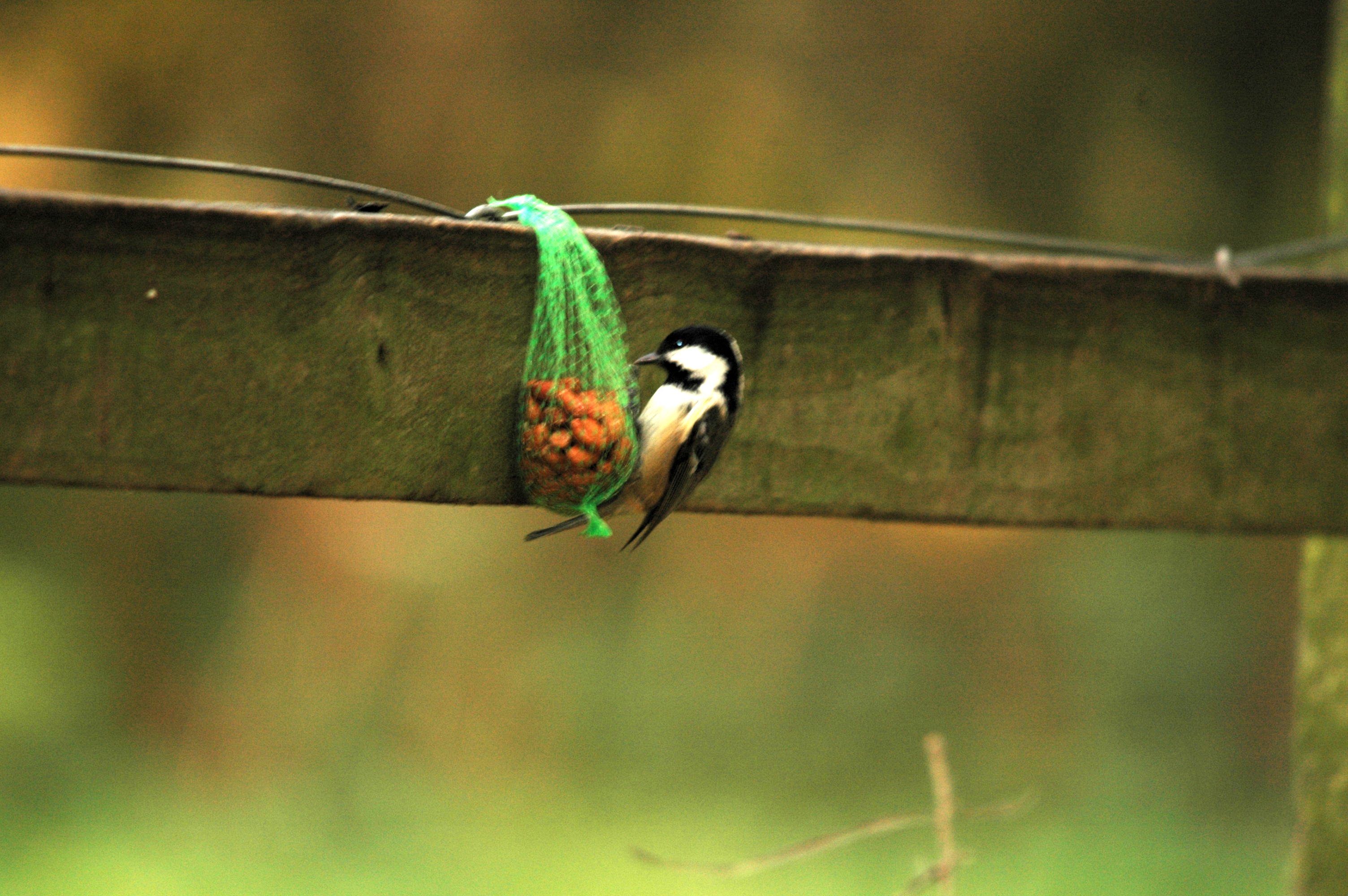 photos/wildlife/Bird_Species/168-Tits-Chickadees/7625-Coal_Tit/DSC_3833.JPG