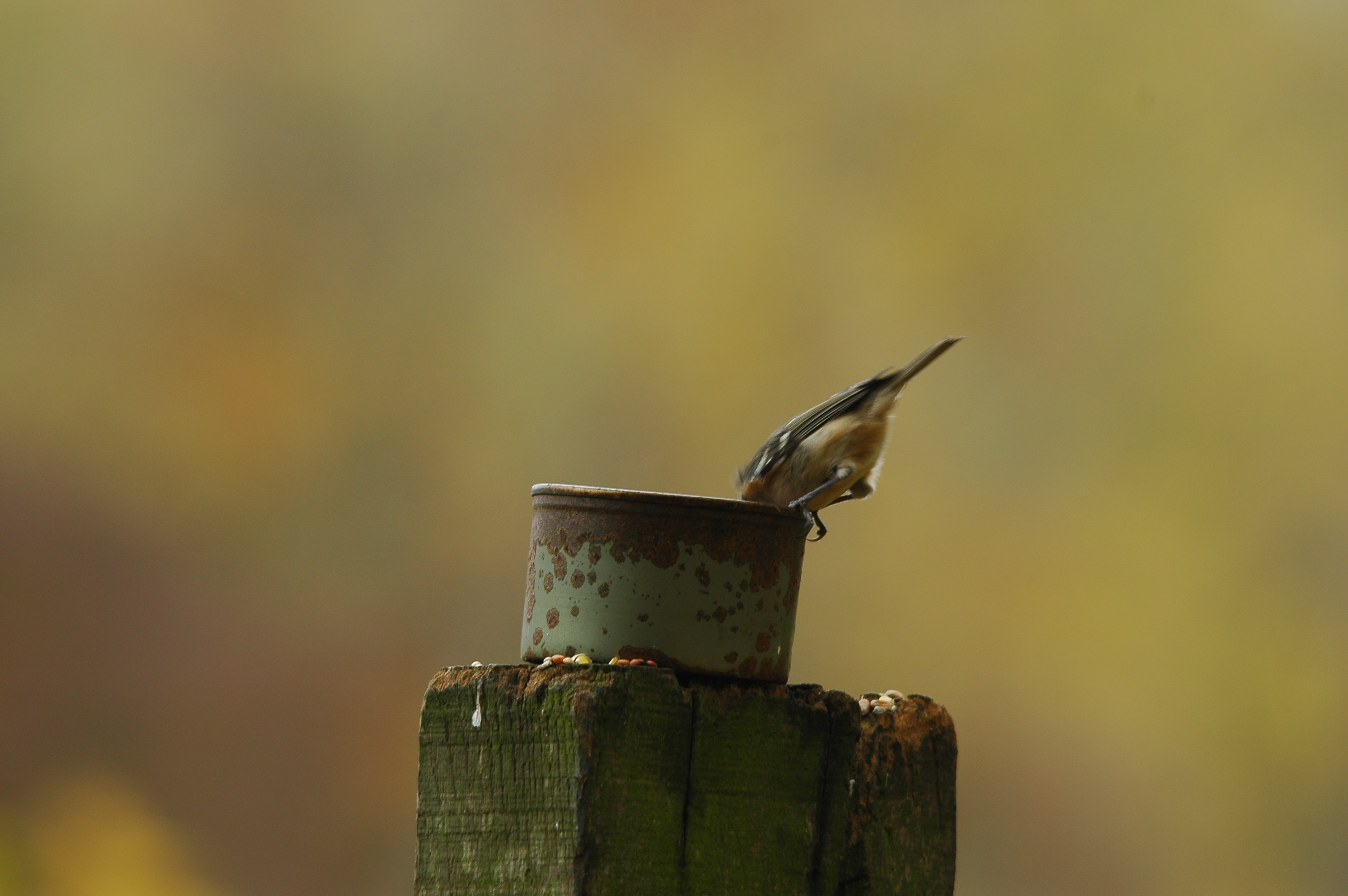 photos/wildlife/Bird_Species/168-Tits-Chickadees/7625-Coal_Tit/DSC_3857.JPG