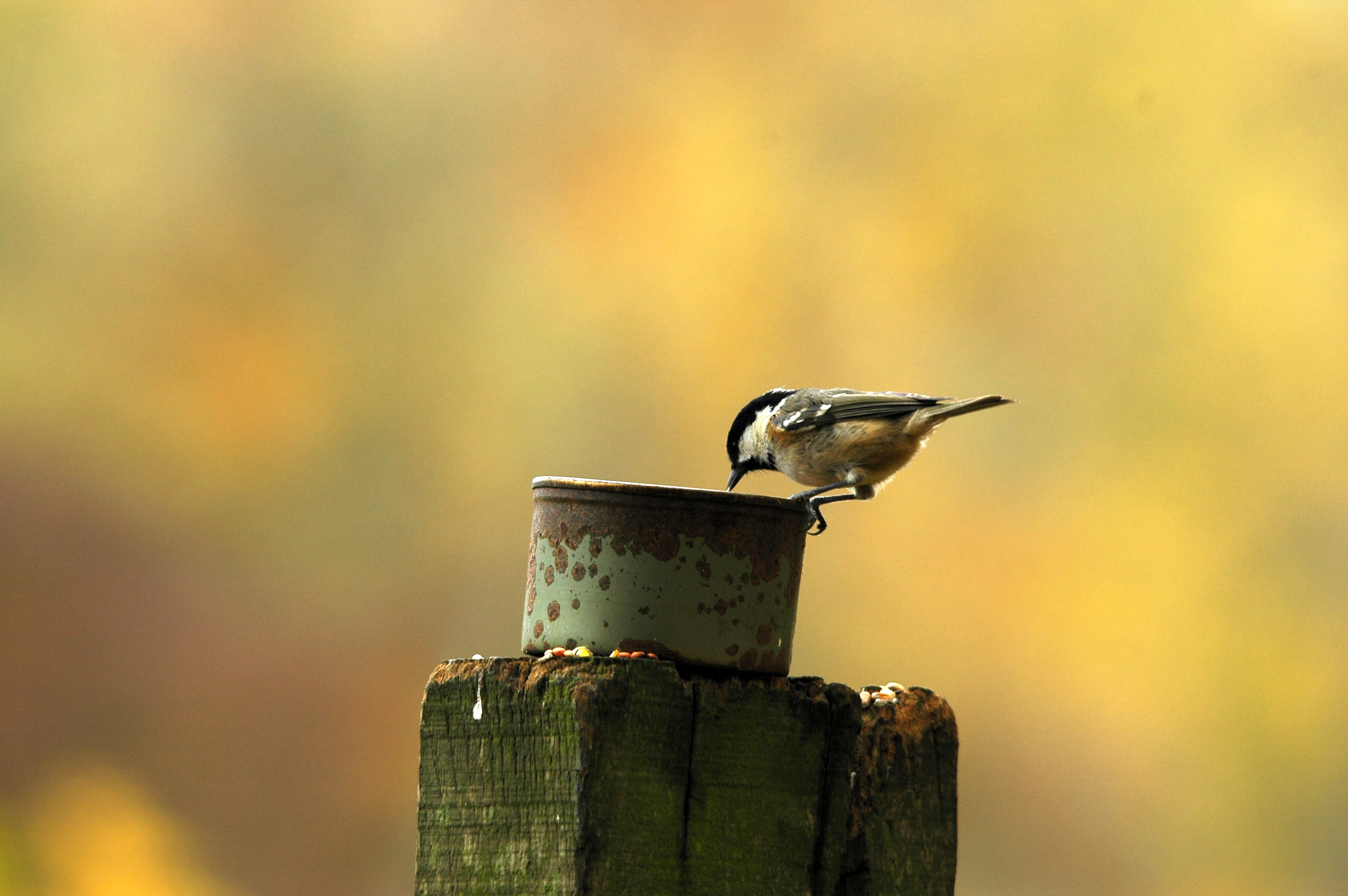 photos/wildlife/Bird_Species/168-Tits-Chickadees/7625-Coal_Tit/DSC_3858.JPG