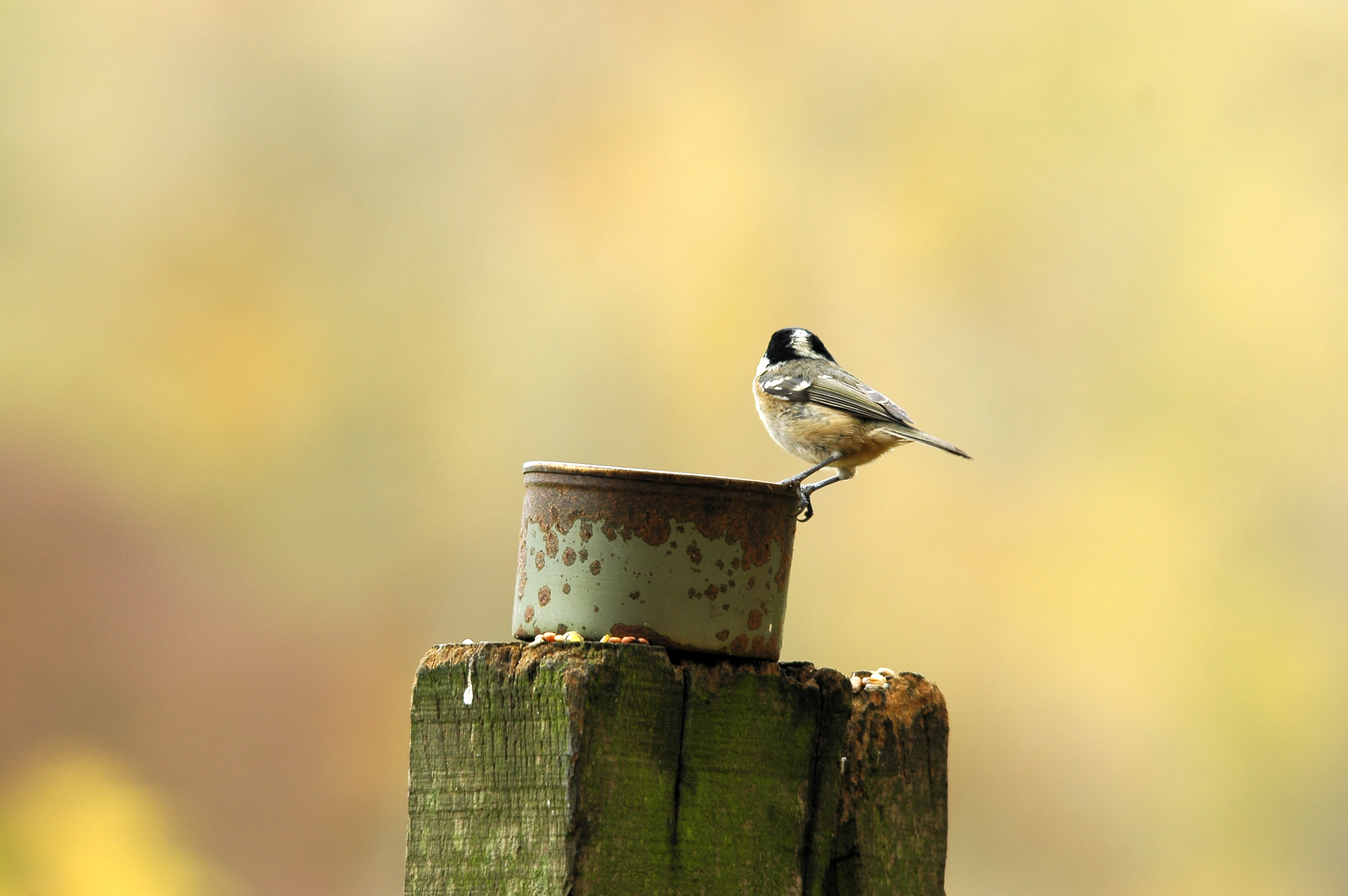 photos/wildlife/Bird_Species/168-Tits-Chickadees/7625-Coal_Tit/DSC_3859.JPG