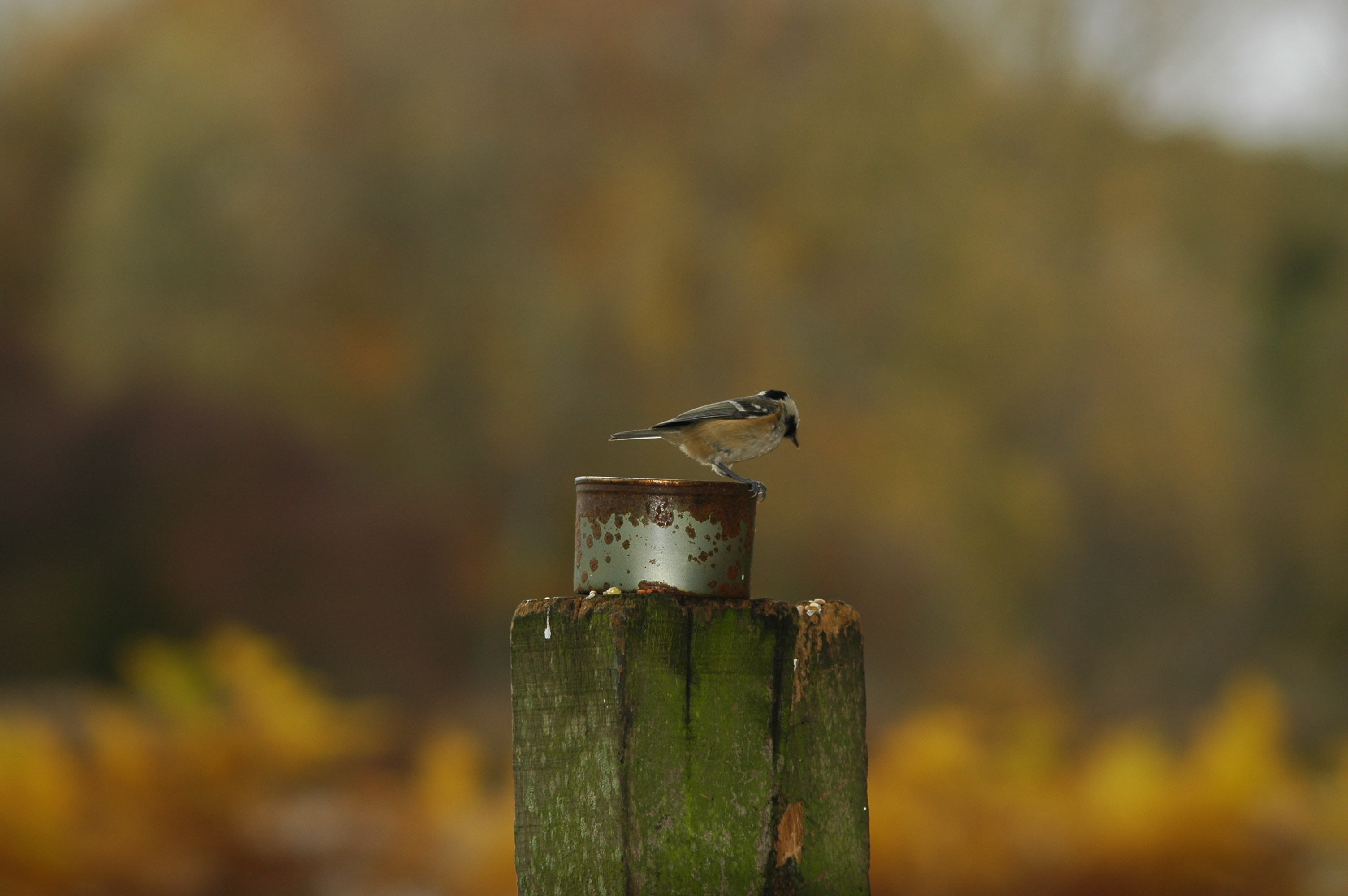 photos/wildlife/Bird_Species/168-Tits-Chickadees/7625-Coal_Tit/DSC_3874.JPG
