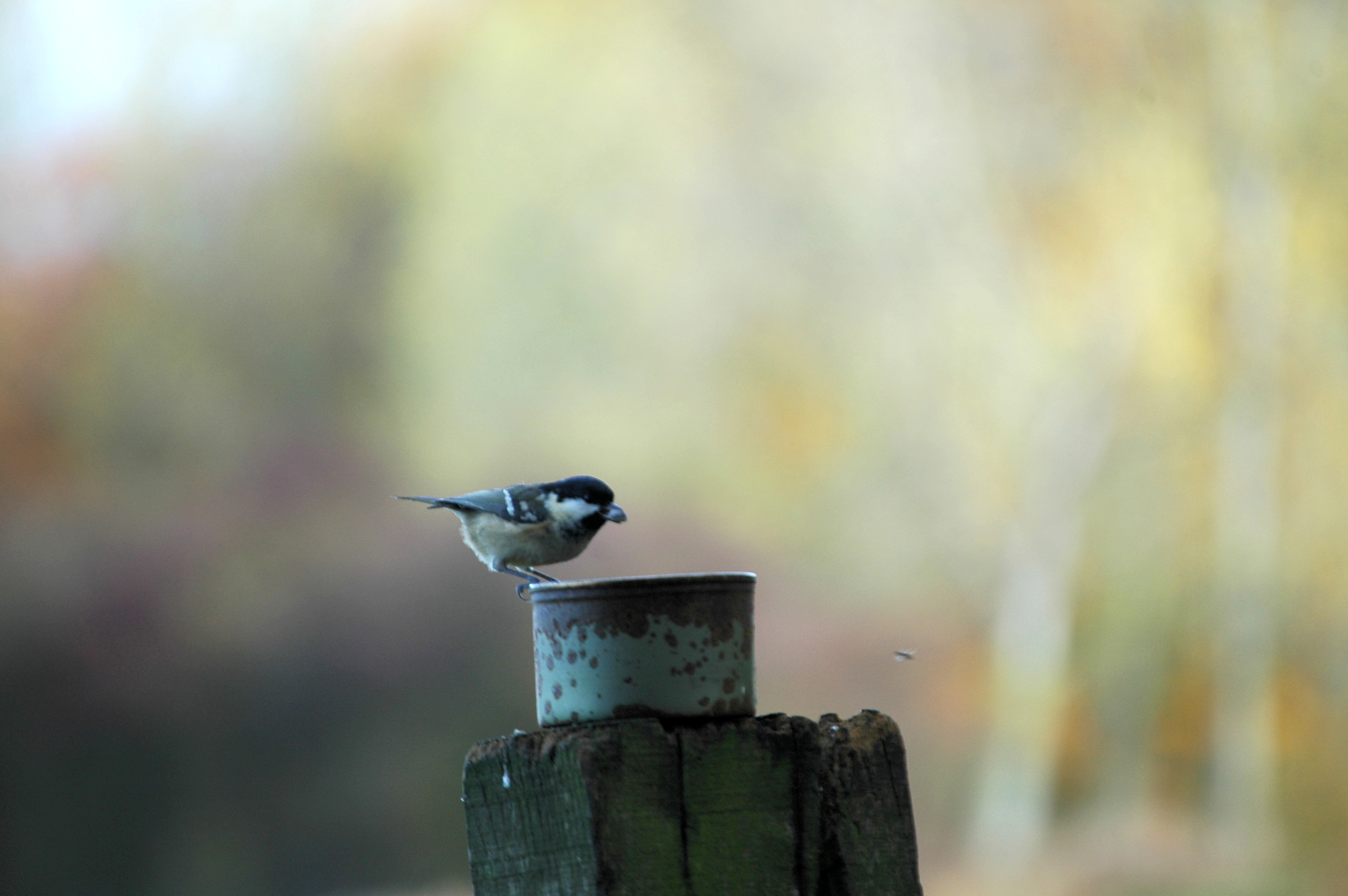 photos/wildlife/Bird_Species/168-Tits-Chickadees/7625-Coal_Tit/DSC_3892.JPG