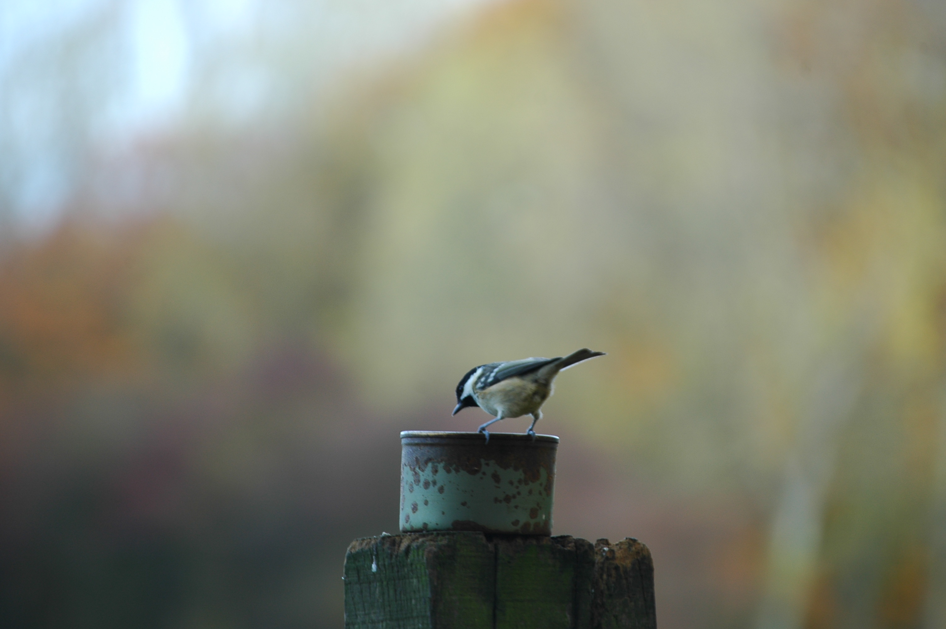 photos/wildlife/Bird_Species/168-Tits-Chickadees/7625-Coal_Tit/DSC_3912.JPG