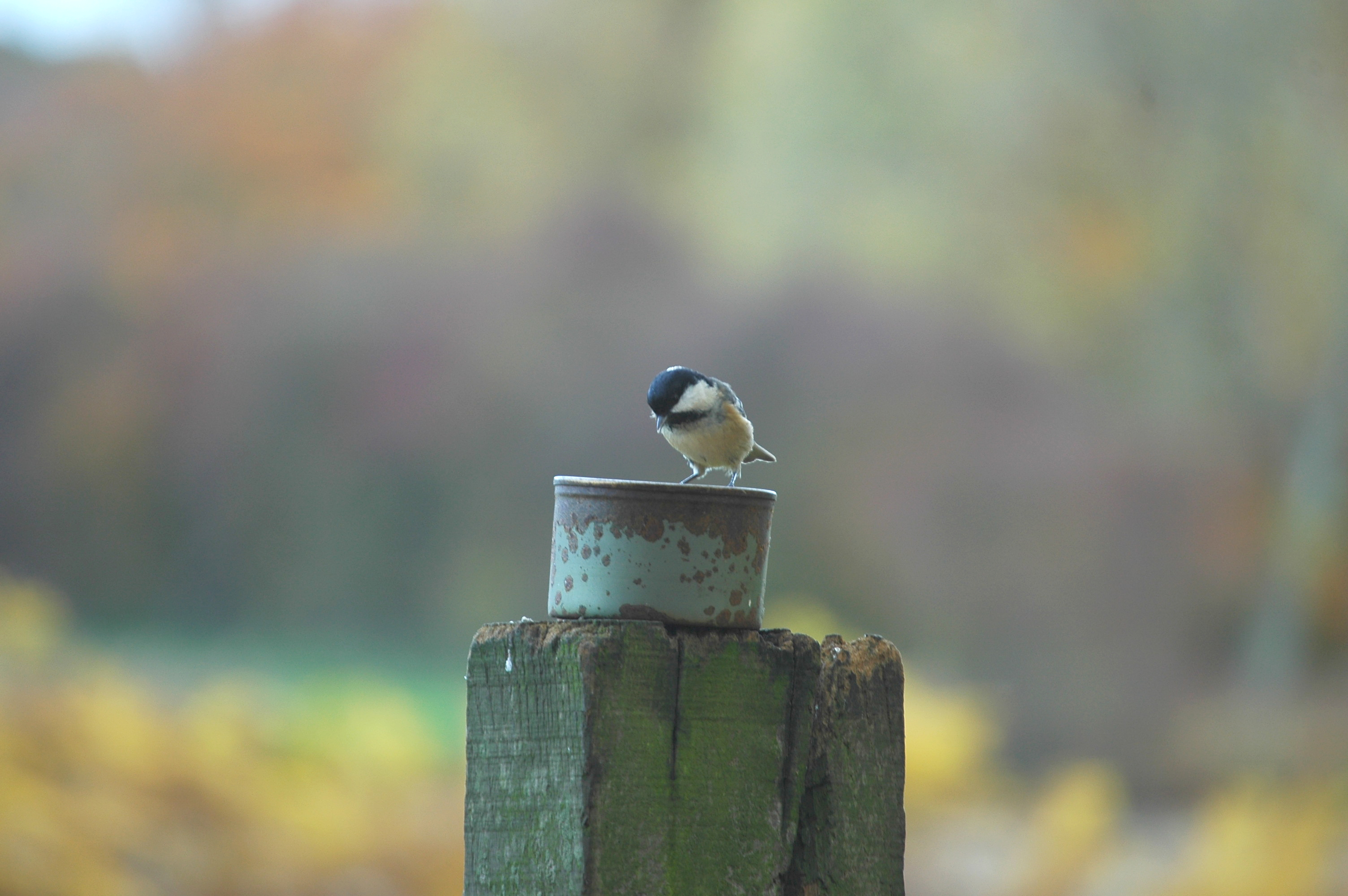 photos/wildlife/Bird_Species/168-Tits-Chickadees/7625-Coal_Tit/DSC_3944.JPG