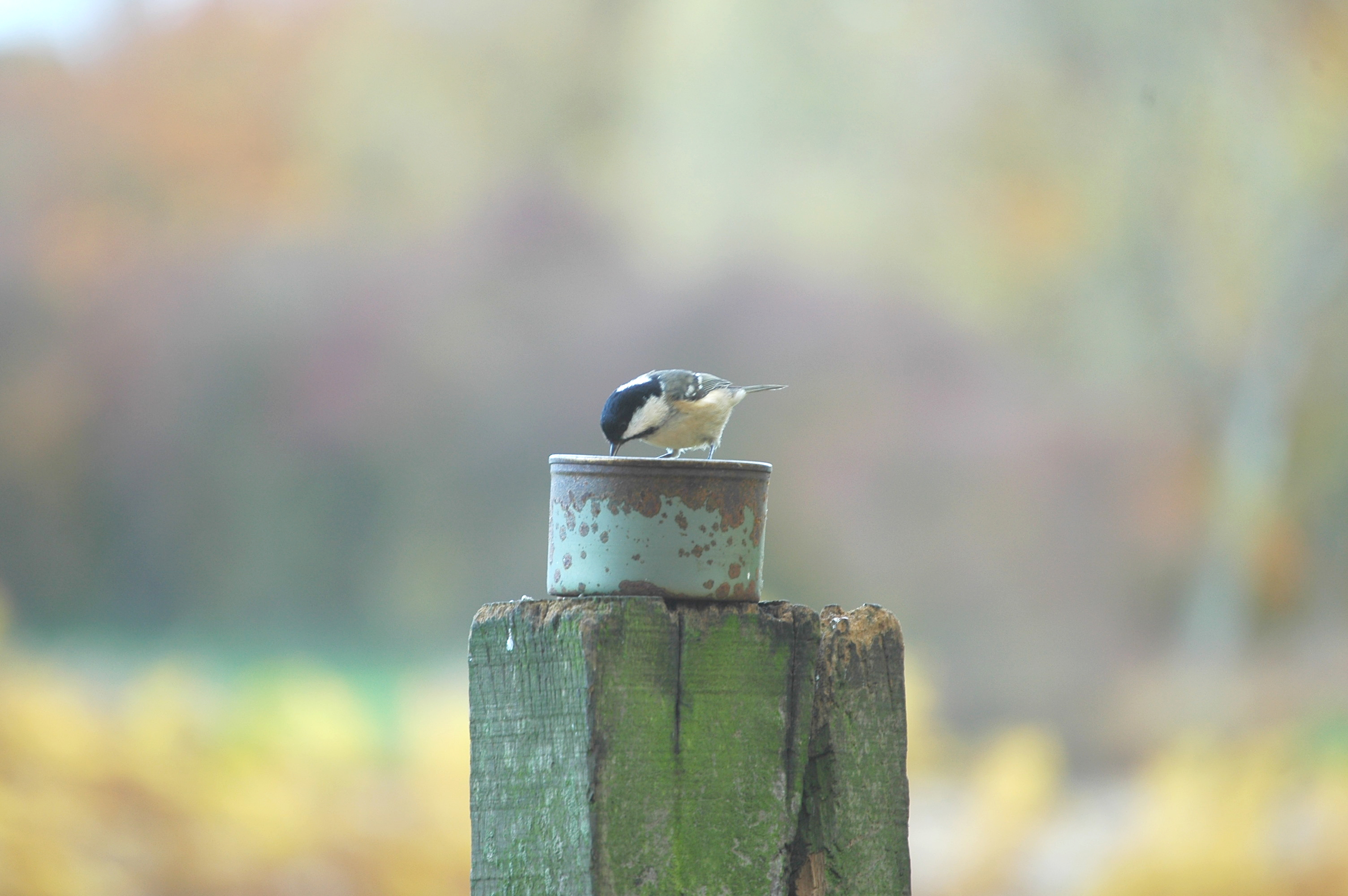 photos/wildlife/Bird_Species/168-Tits-Chickadees/7625-Coal_Tit/DSC_3973.JPG