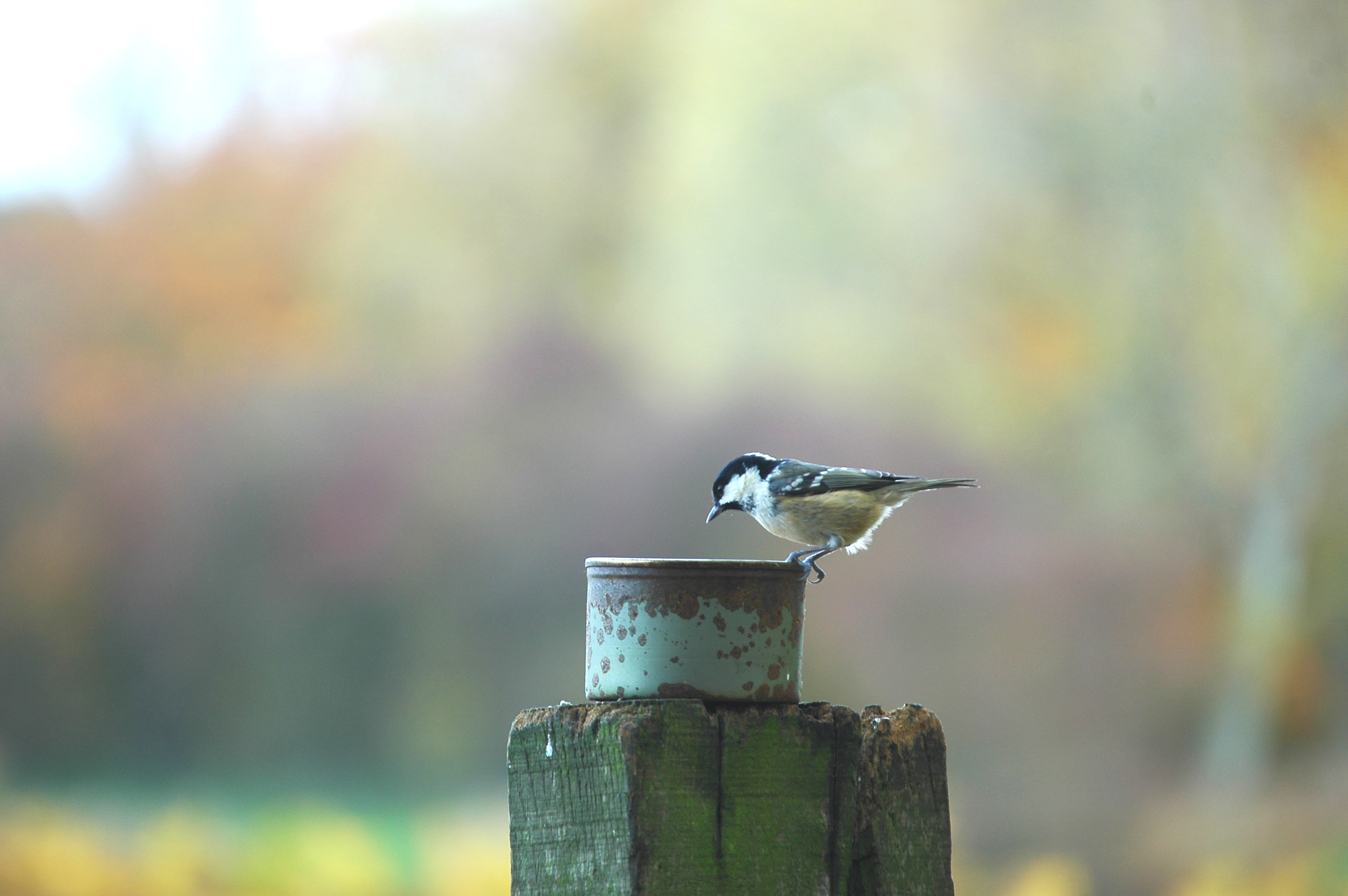 photos/wildlife/Bird_Species/168-Tits-Chickadees/7625-Coal_Tit/DSC_3994.JPG
