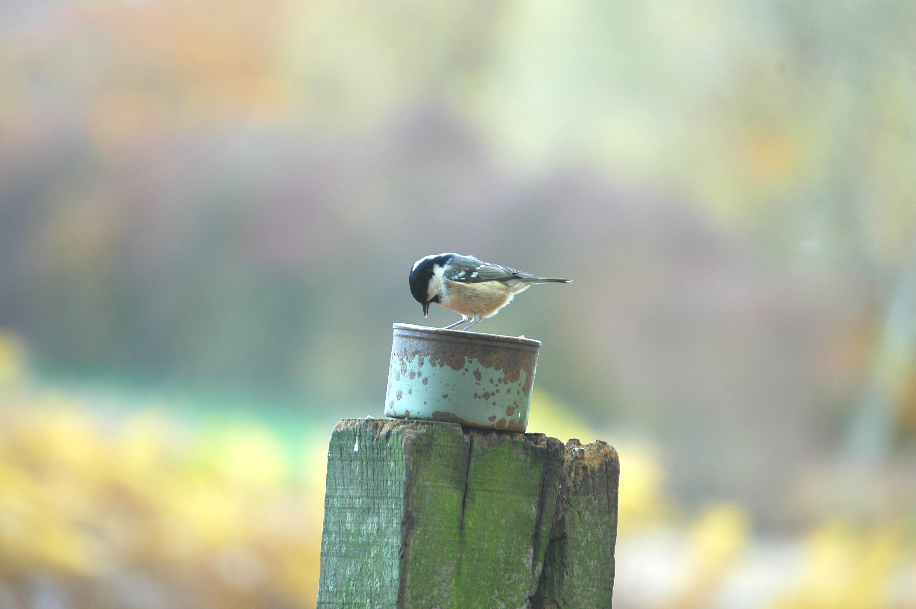 photos/wildlife/Bird_Species/168-Tits-Chickadees/7625-Coal_Tit/DSC_4003.JPG