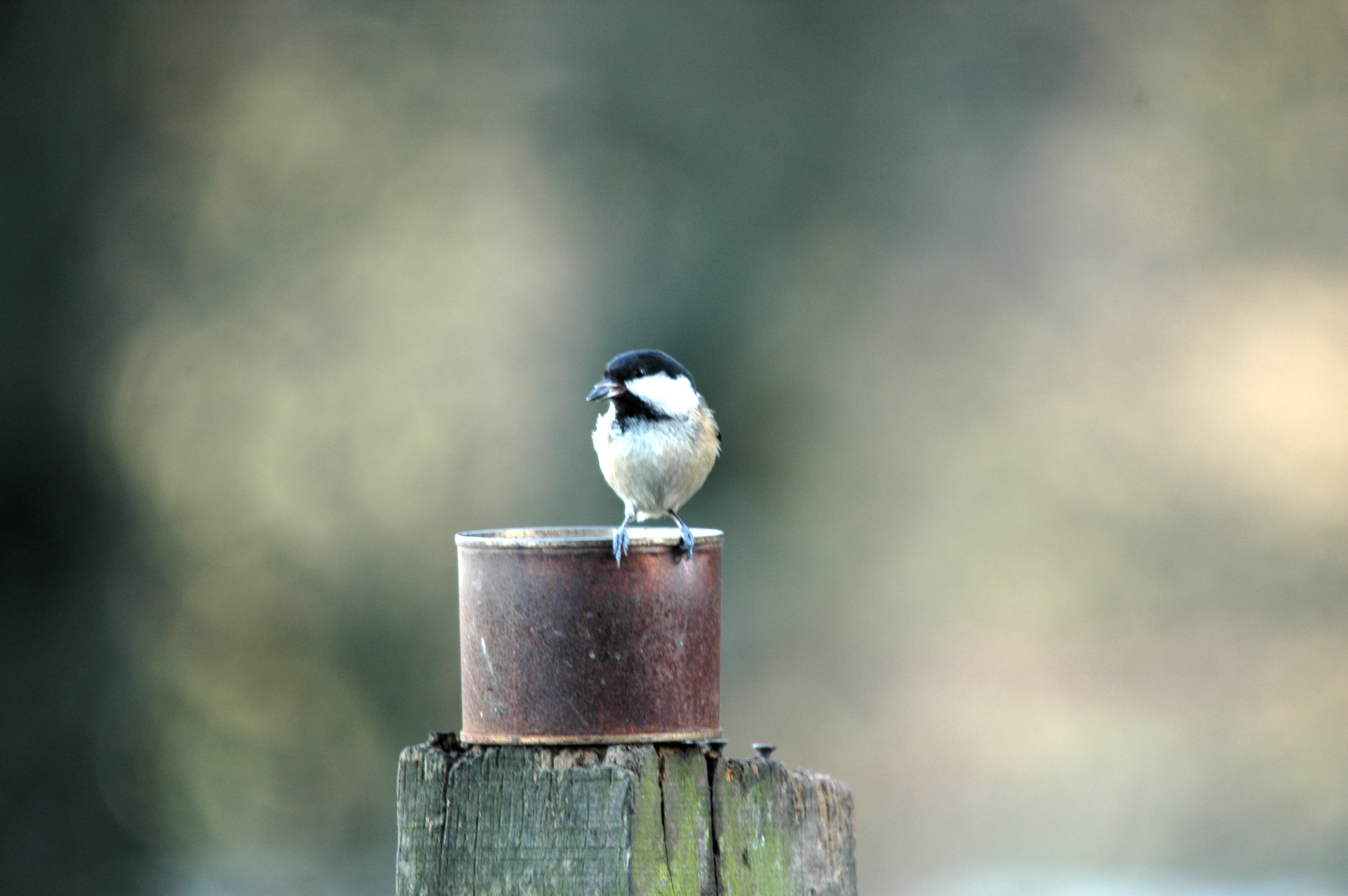 photos/wildlife/Bird_Species/168-Tits-Chickadees/7625-Coal_Tit/DSC_4289.JPG