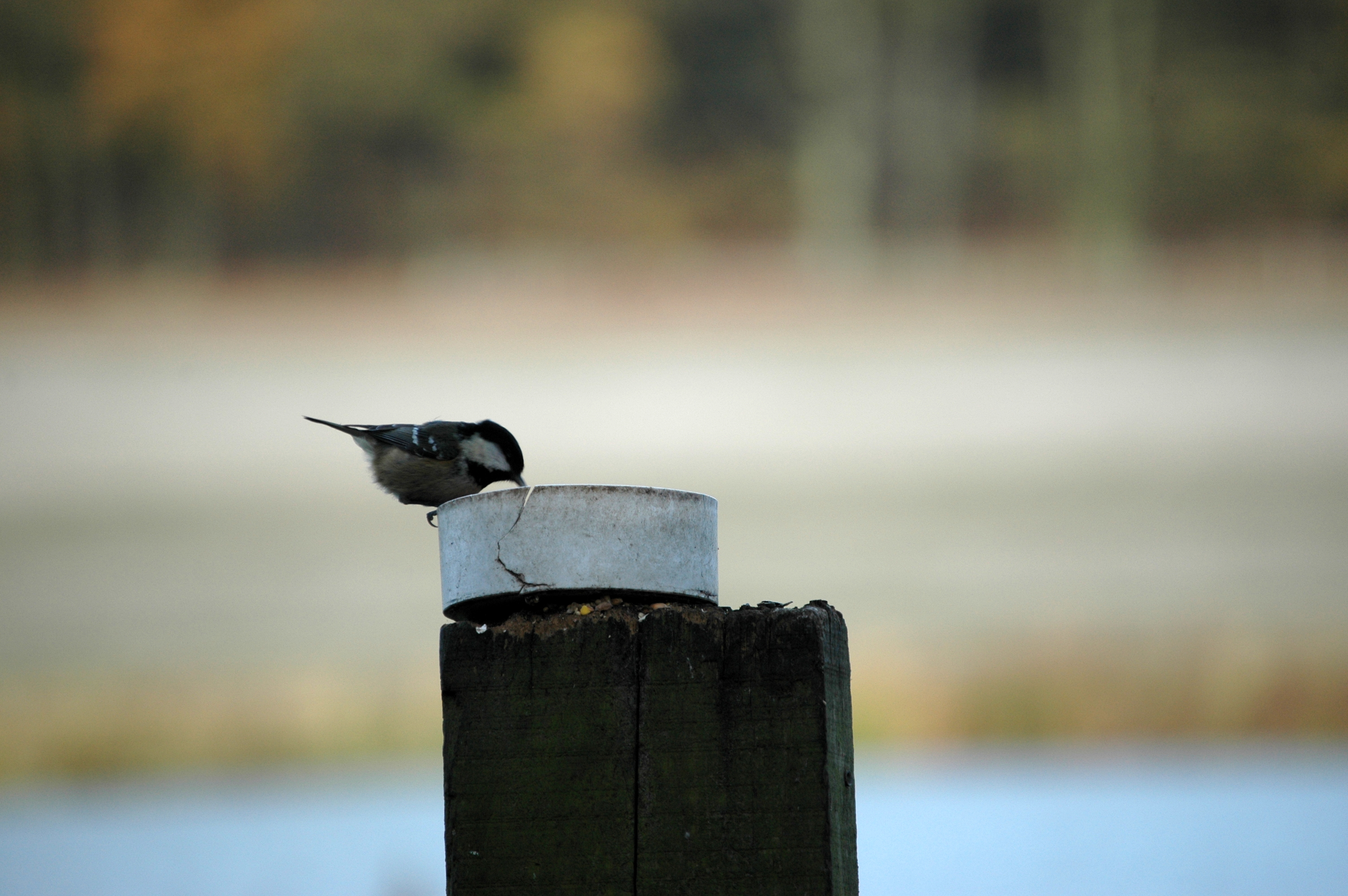 photos/wildlife/Bird_Species/168-Tits-Chickadees/7625-Coal_Tit/DSC_4337.JPG