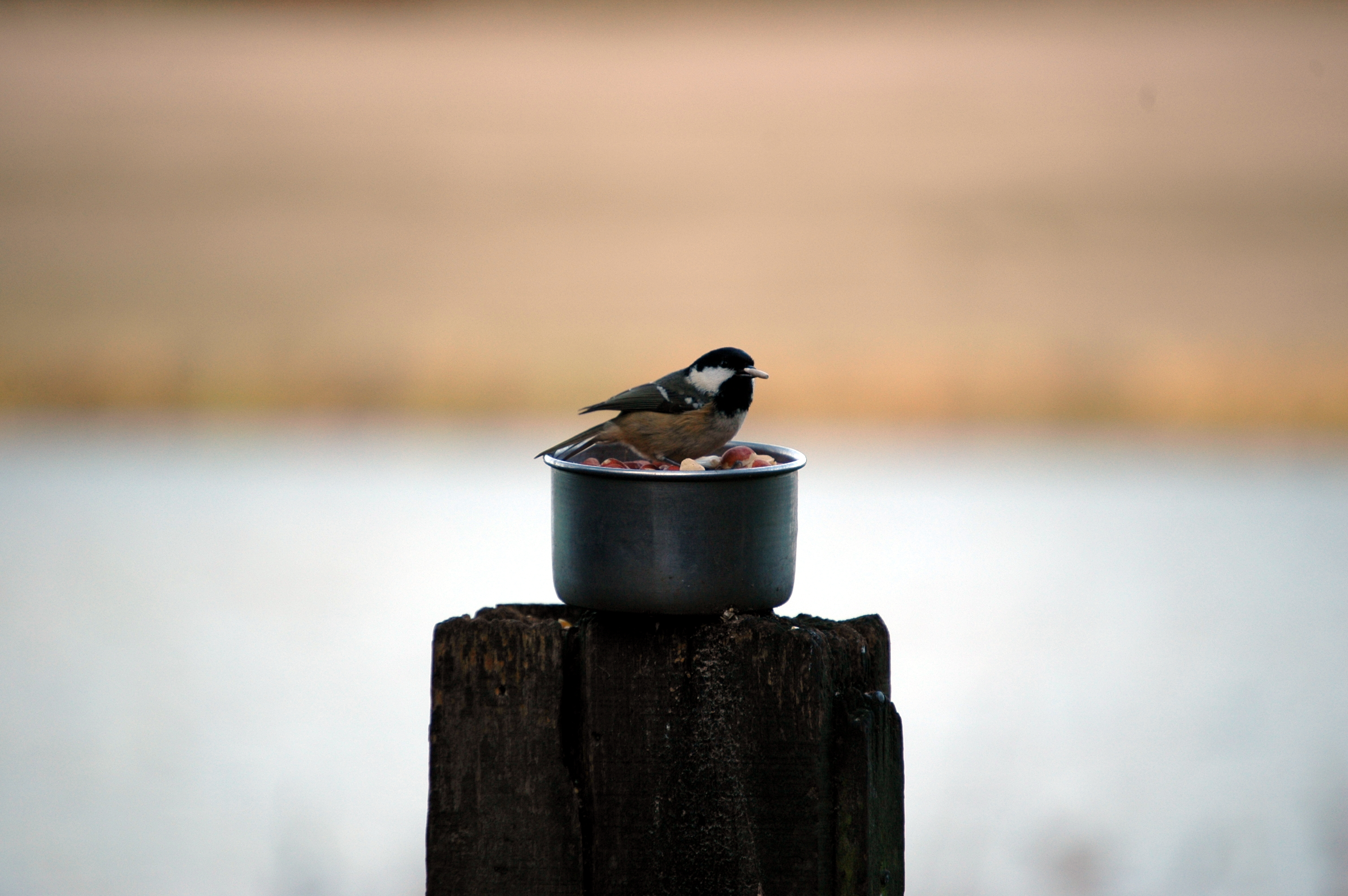 photos/wildlife/Bird_Species/168-Tits-Chickadees/7625-Coal_Tit/DSC_4358.JPG