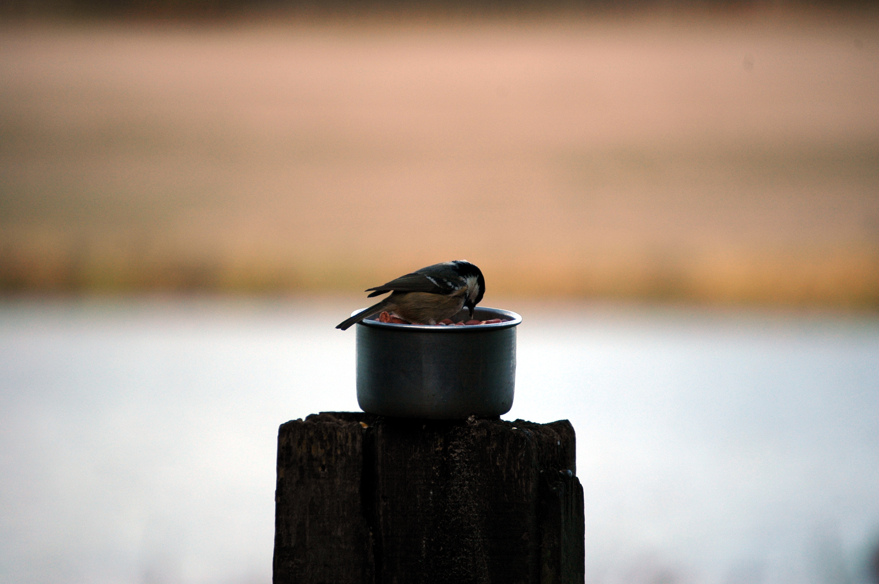 photos/wildlife/Bird_Species/168-Tits-Chickadees/7625-Coal_Tit/DSC_4365.JPG