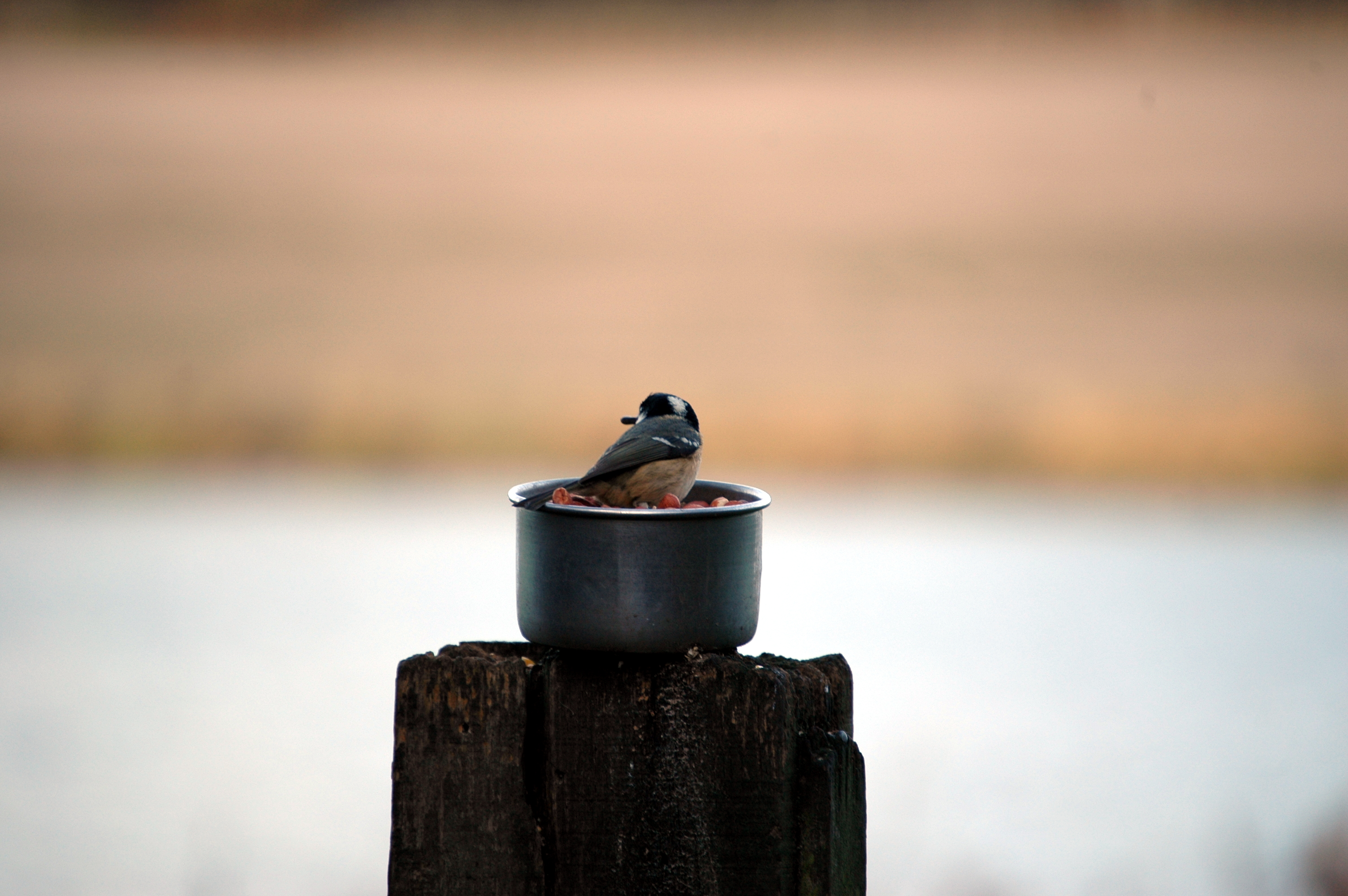 photos/wildlife/Bird_Species/168-Tits-Chickadees/7625-Coal_Tit/DSC_4366.JPG