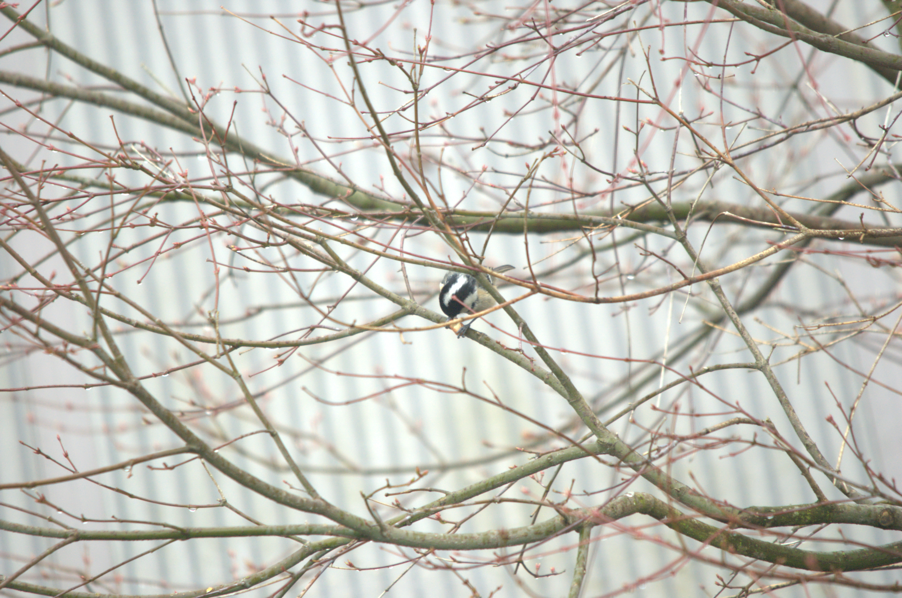 photos/wildlife/Bird_Species/168-Tits-Chickadees/7625-Coal_Tit/dsc_2034.jpeg