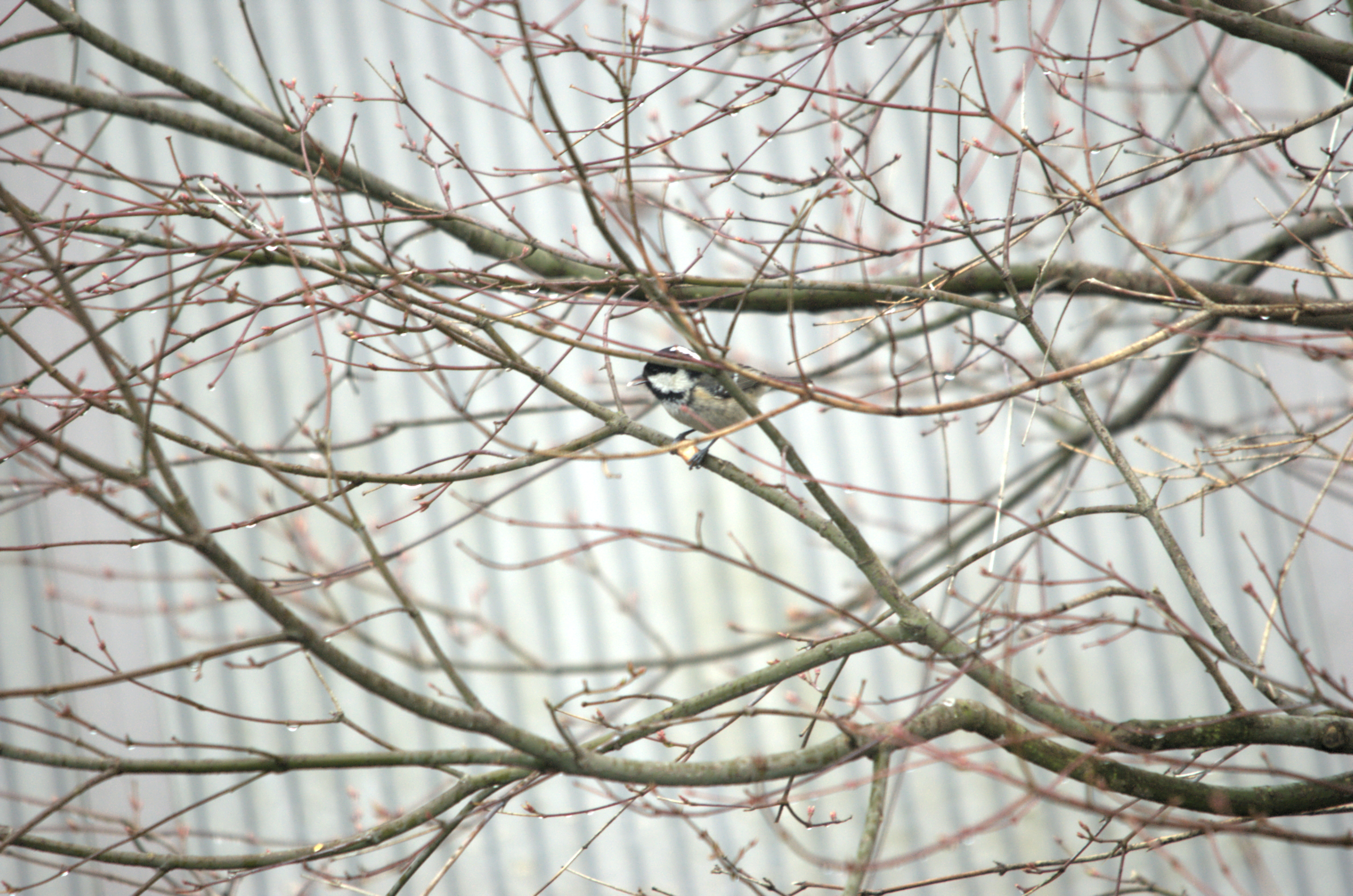 photos/wildlife/Bird_Species/168-Tits-Chickadees/7625-Coal_Tit/dsc_2035.jpeg