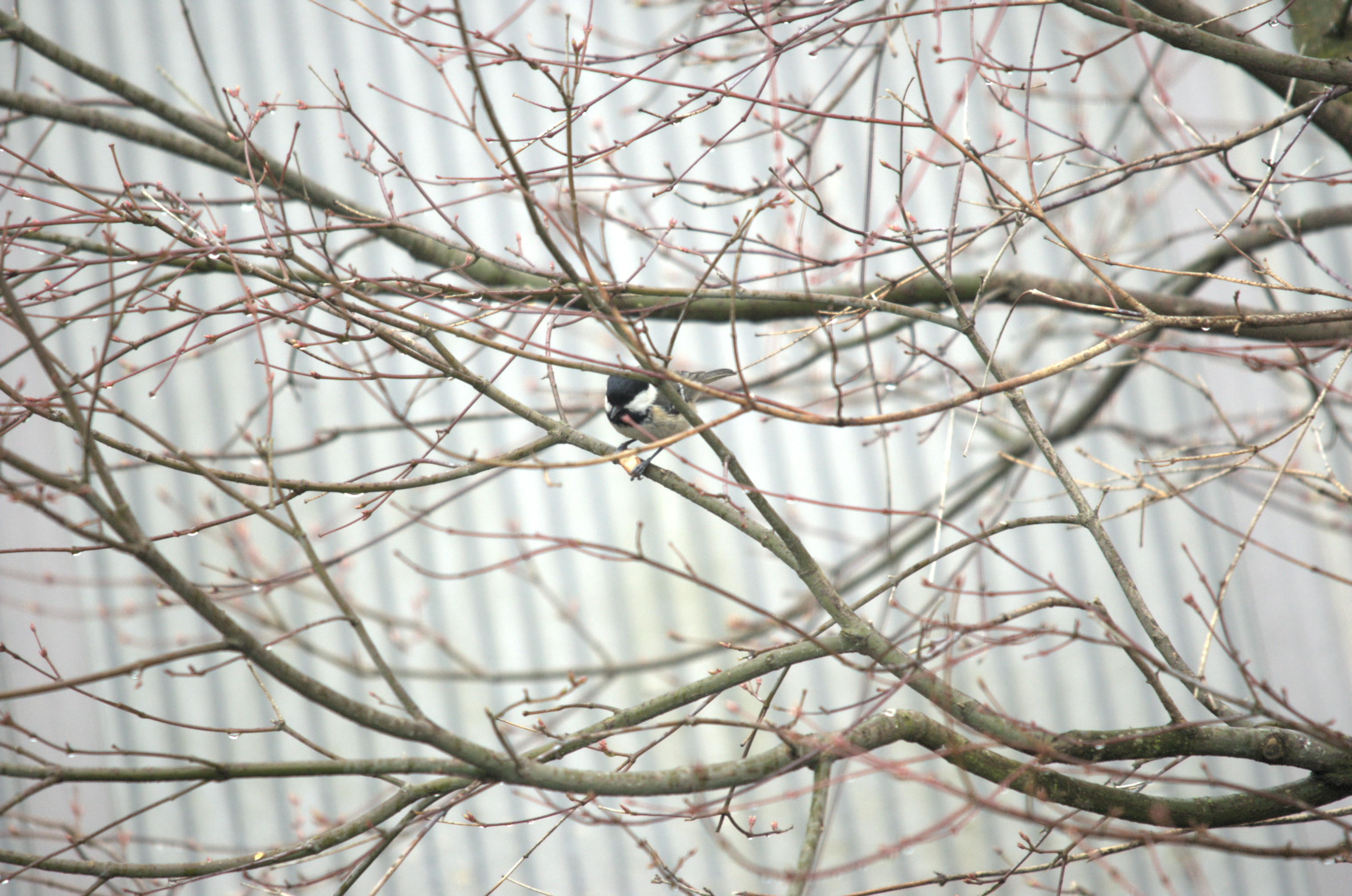 photos/wildlife/Bird_Species/168-Tits-Chickadees/7625-Coal_Tit/dsc_2036.jpeg