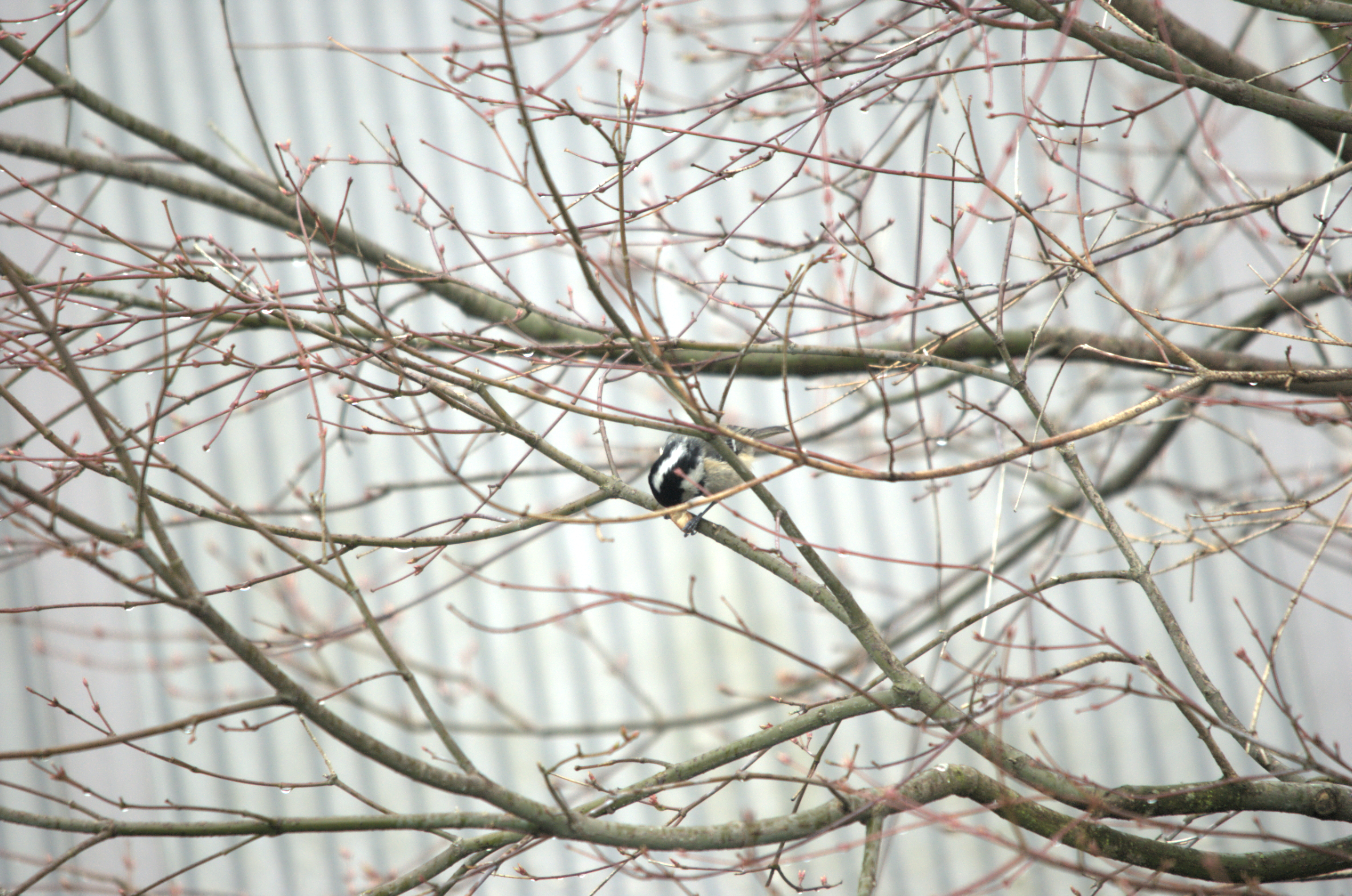 photos/wildlife/Bird_Species/168-Tits-Chickadees/7625-Coal_Tit/dsc_2037.jpeg