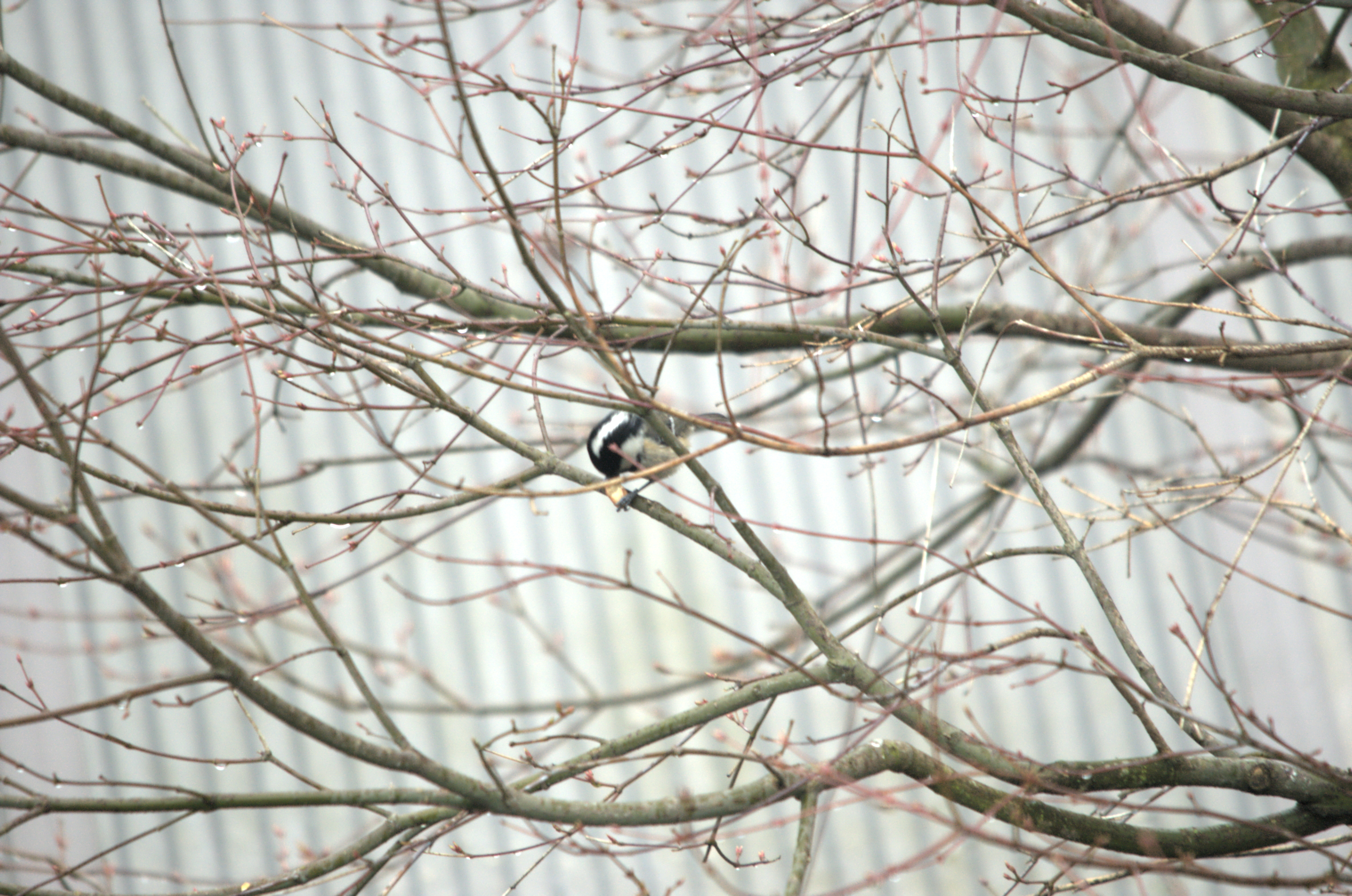 photos/wildlife/Bird_Species/168-Tits-Chickadees/7625-Coal_Tit/dsc_2038.jpeg