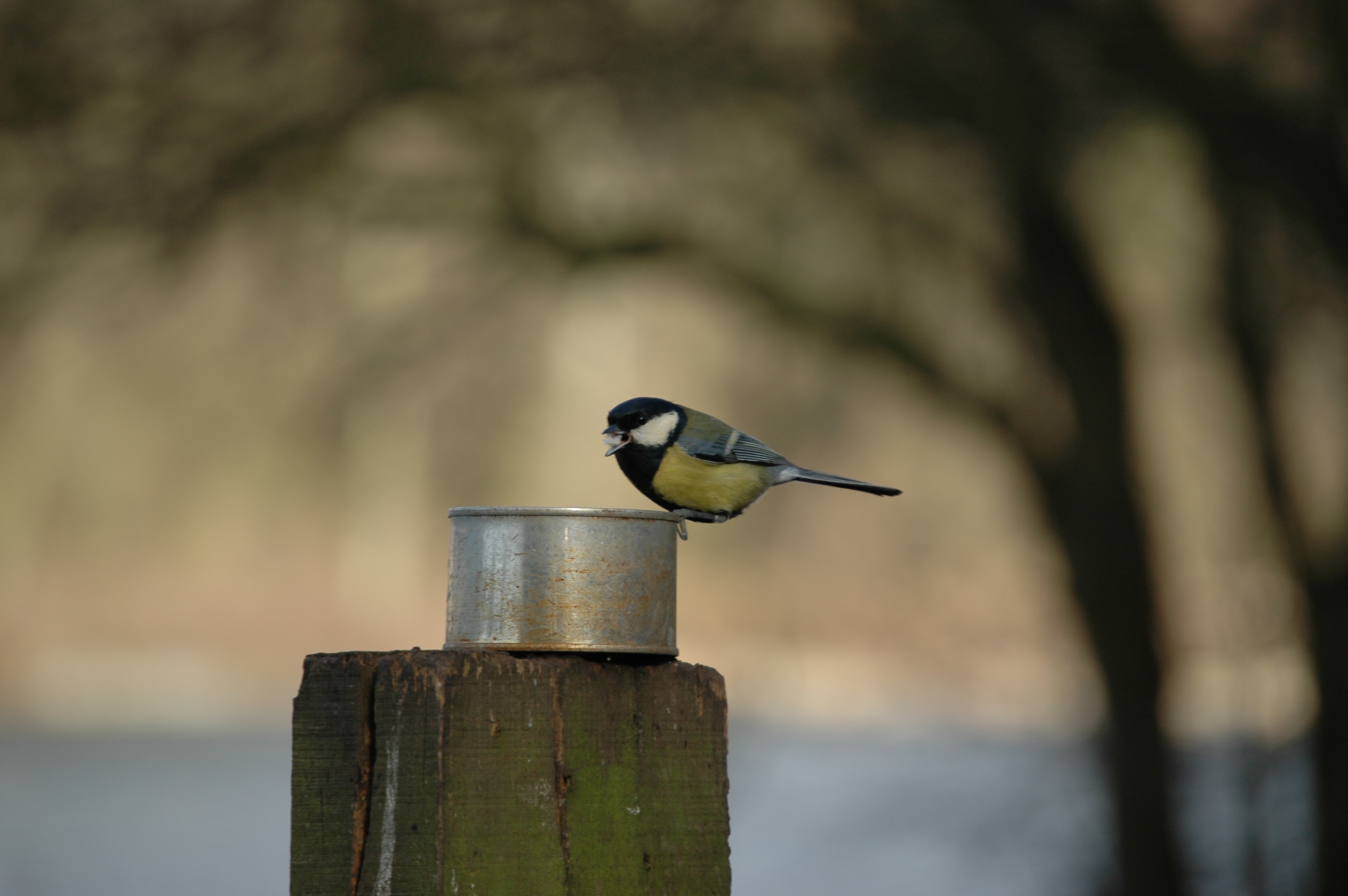 photos/wildlife/Bird_Species/168-Tits-Chickadees/7646-Great_Tit/20060217-Wellbeck-01.jpg