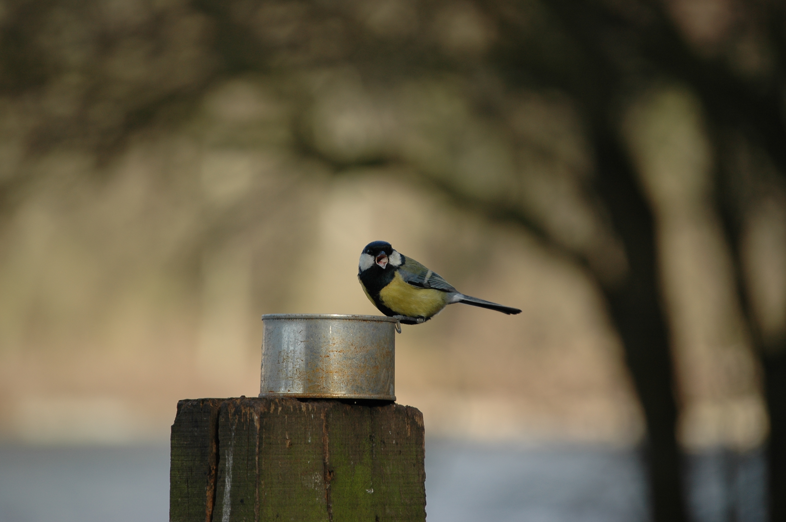 photos/wildlife/Bird_Species/168-Tits-Chickadees/7646-Great_Tit/20060217-Wellbeck-02.jpg