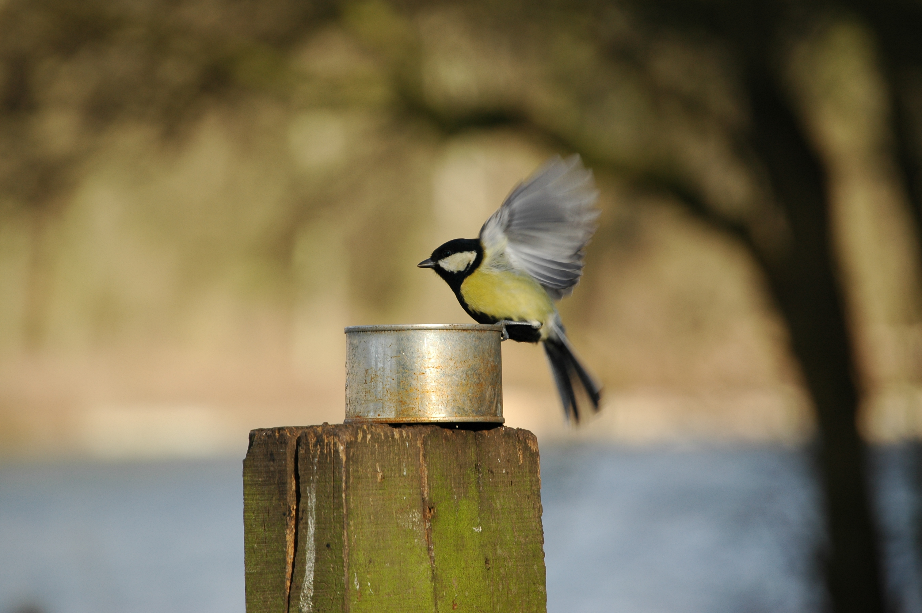 photos/wildlife/Bird_Species/168-Tits-Chickadees/7646-Great_Tit/20060217-Wellbeck-03.jpg