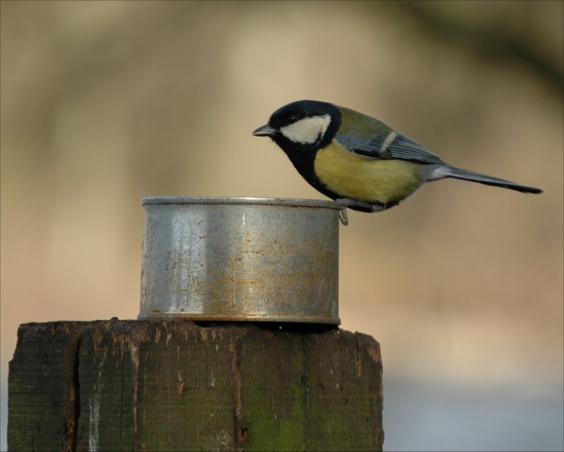 photos/wildlife/Bird_Species/168-Tits-Chickadees/7646-Great_Tit/20060217-Wellbeck-04-small.jpg
