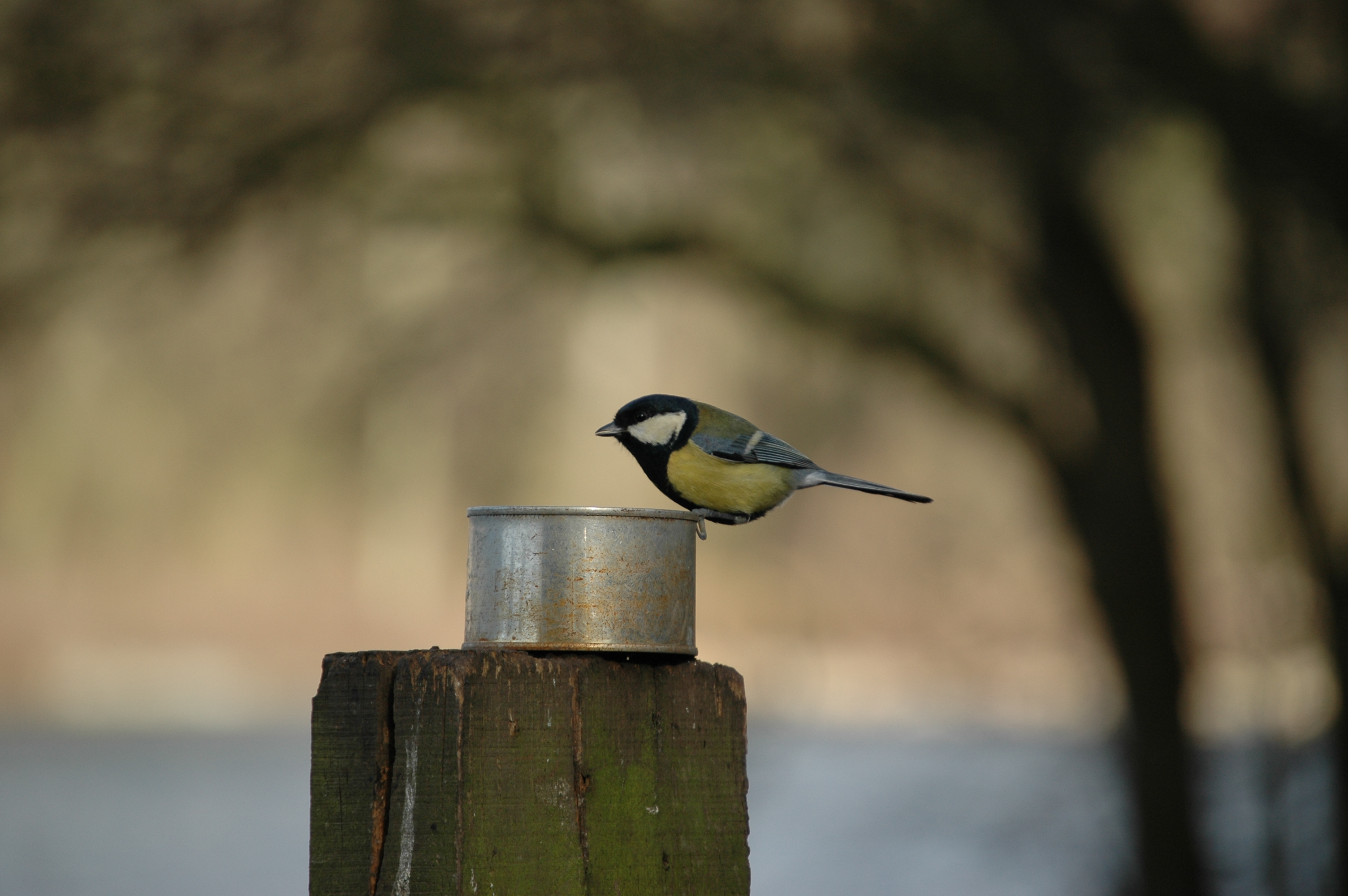 photos/wildlife/Bird_Species/168-Tits-Chickadees/7646-Great_Tit/20060217-Wellbeck-04.jpg