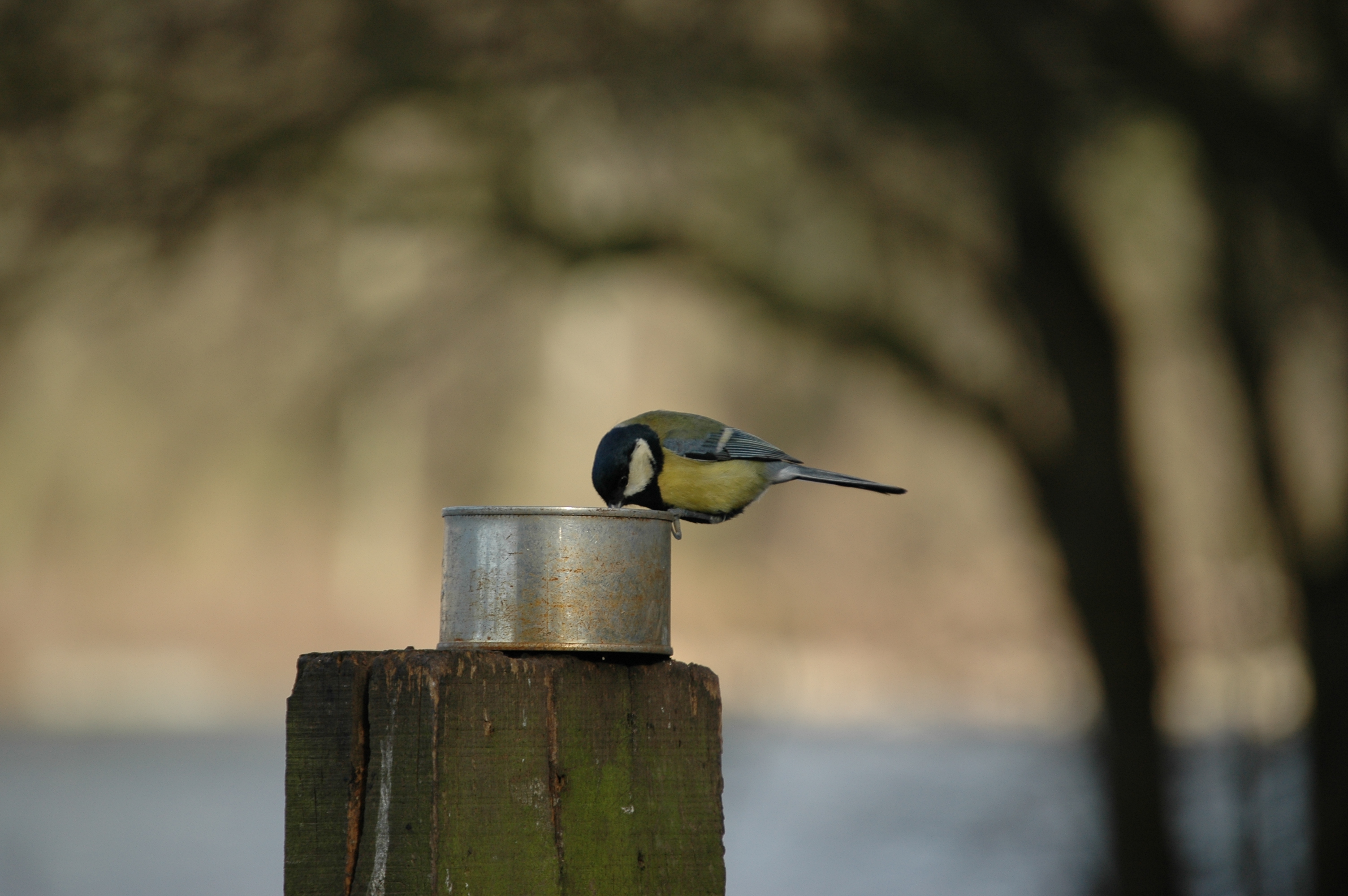 photos/wildlife/Bird_Species/168-Tits-Chickadees/7646-Great_Tit/20060217-Wellbeck-05.jpg