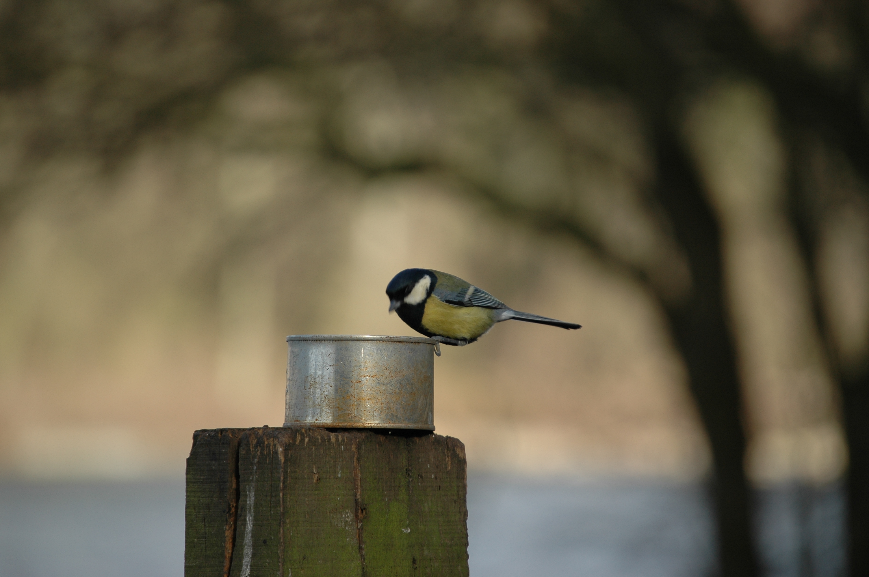 photos/wildlife/Bird_Species/168-Tits-Chickadees/7646-Great_Tit/20060217-Wellbeck-06.jpg
