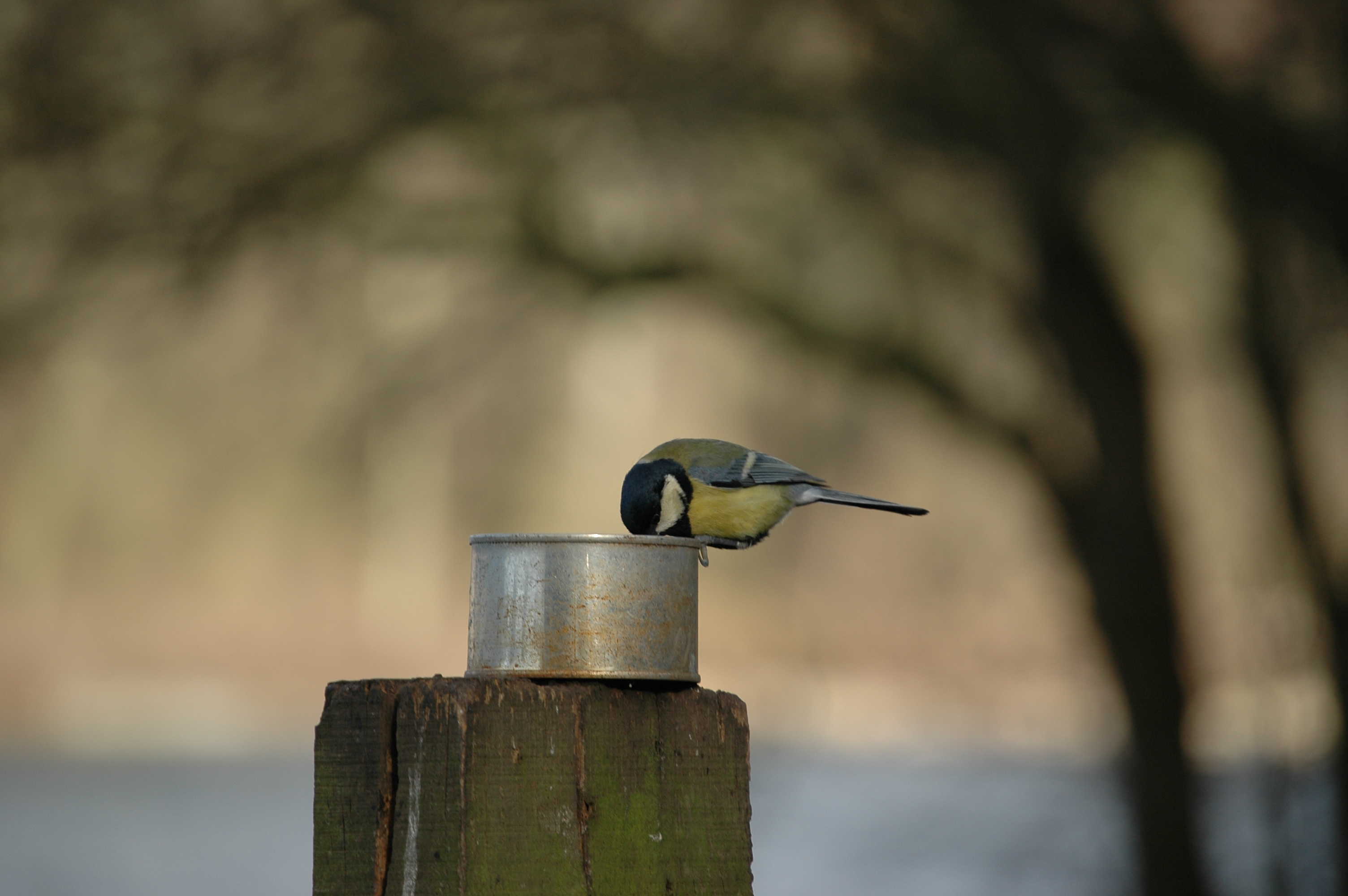 photos/wildlife/Bird_Species/168-Tits-Chickadees/7646-Great_Tit/20060217-Wellbeck-07.jpg