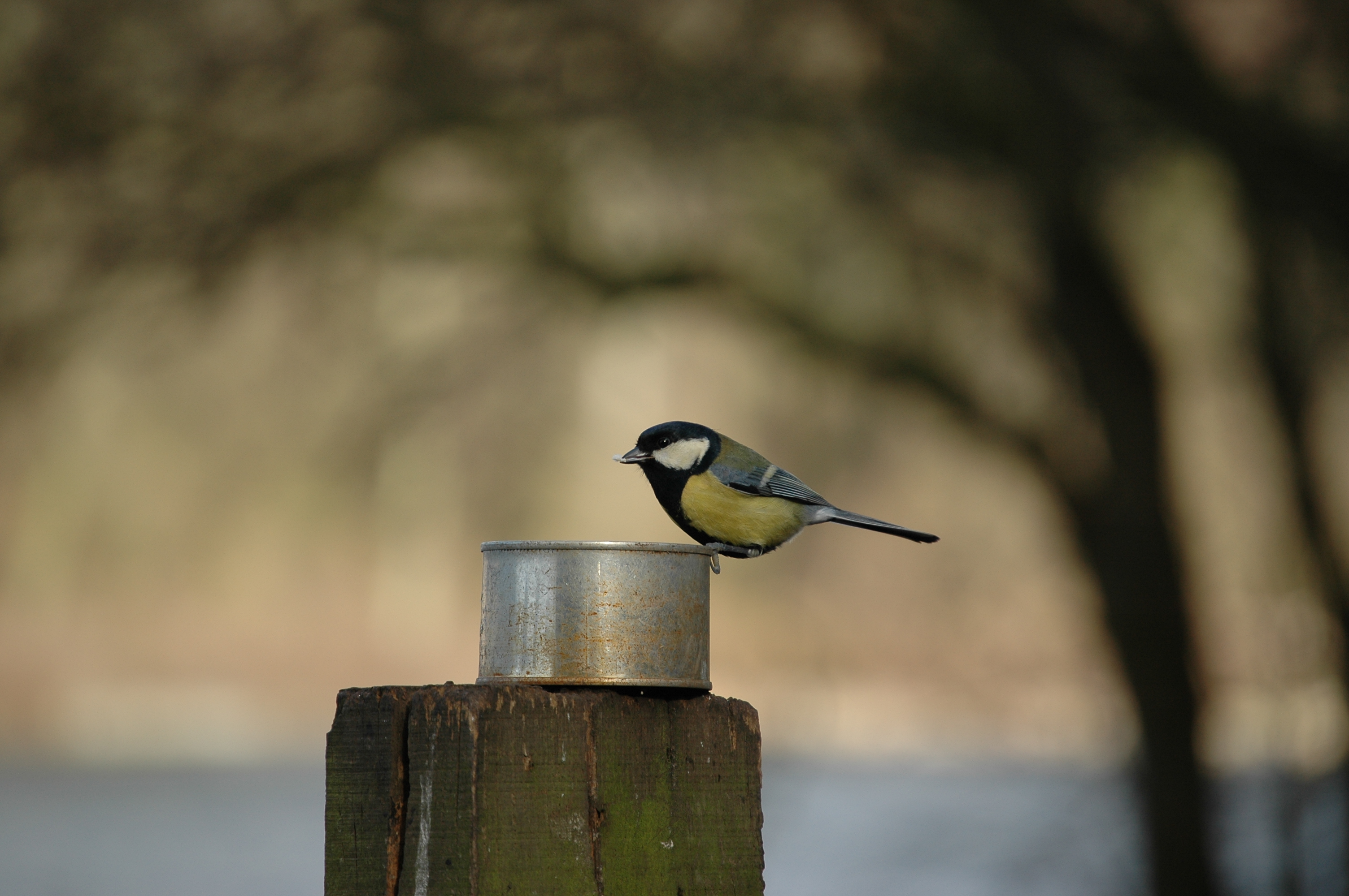 photos/wildlife/Bird_Species/168-Tits-Chickadees/7646-Great_Tit/20060217-Wellbeck-08.jpg