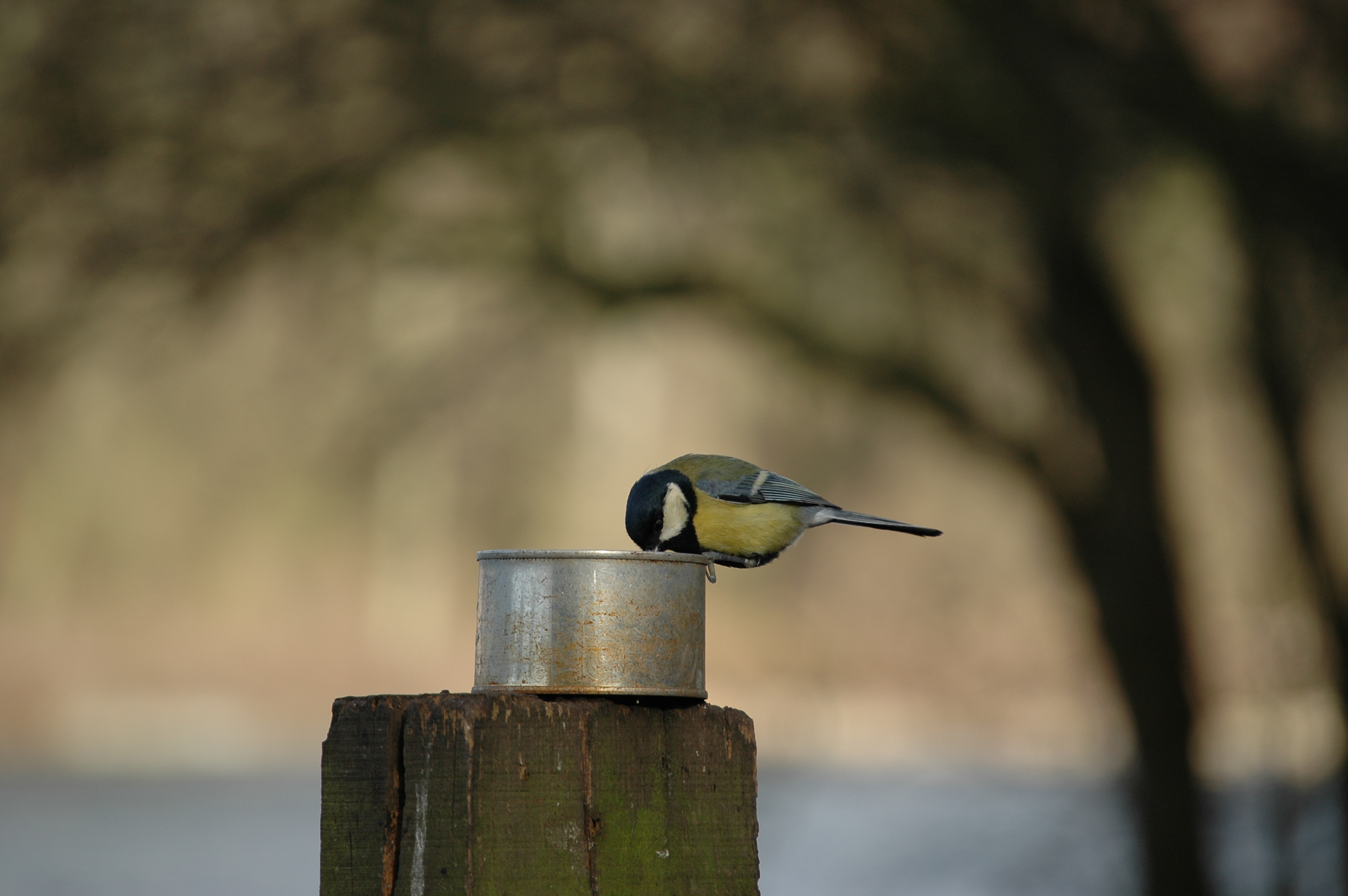 photos/wildlife/Bird_Species/168-Tits-Chickadees/7646-Great_Tit/20060217-Wellbeck-09.jpg
