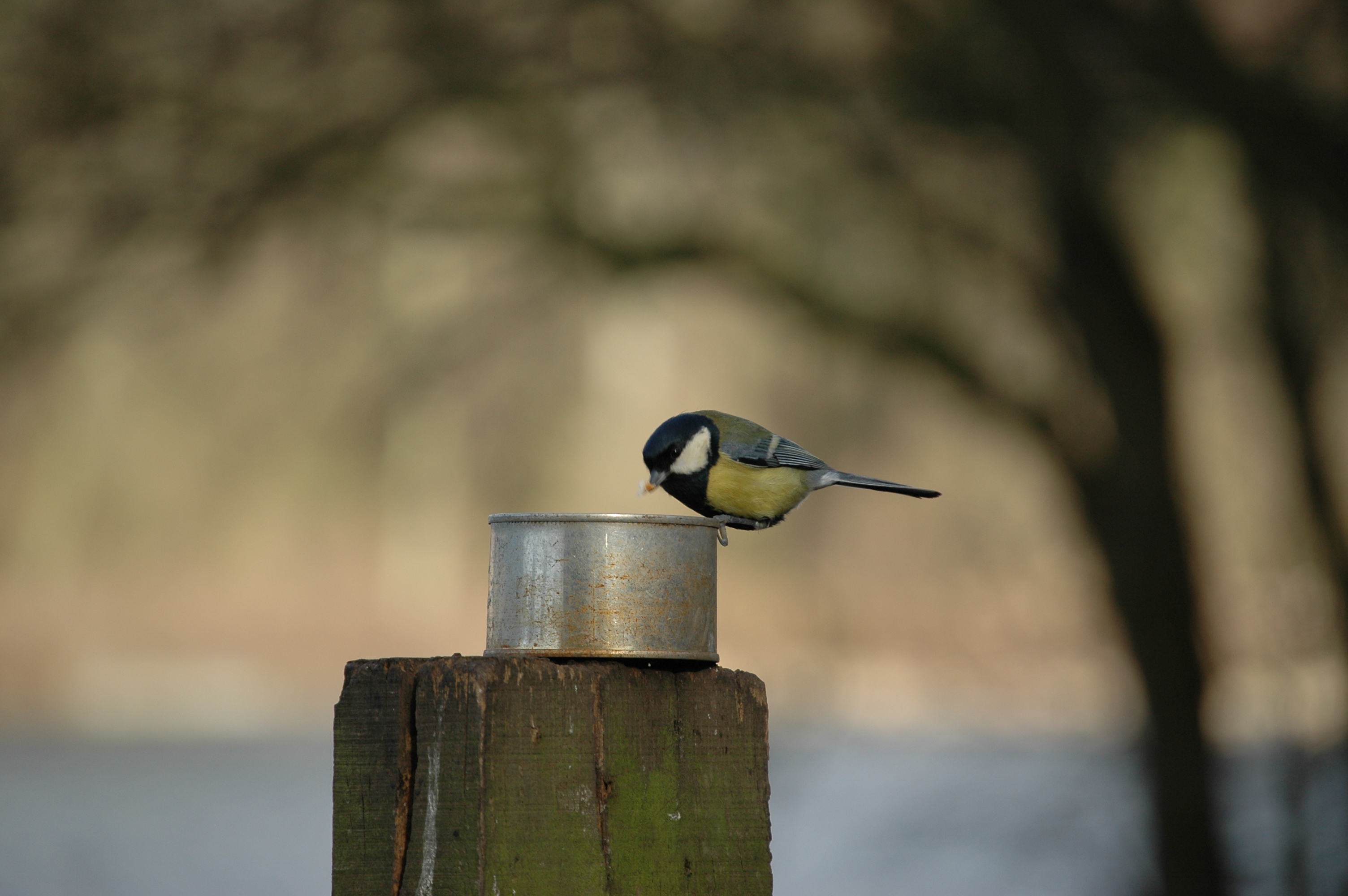 photos/wildlife/Bird_Species/168-Tits-Chickadees/7646-Great_Tit/20060217-Wellbeck-10.jpg