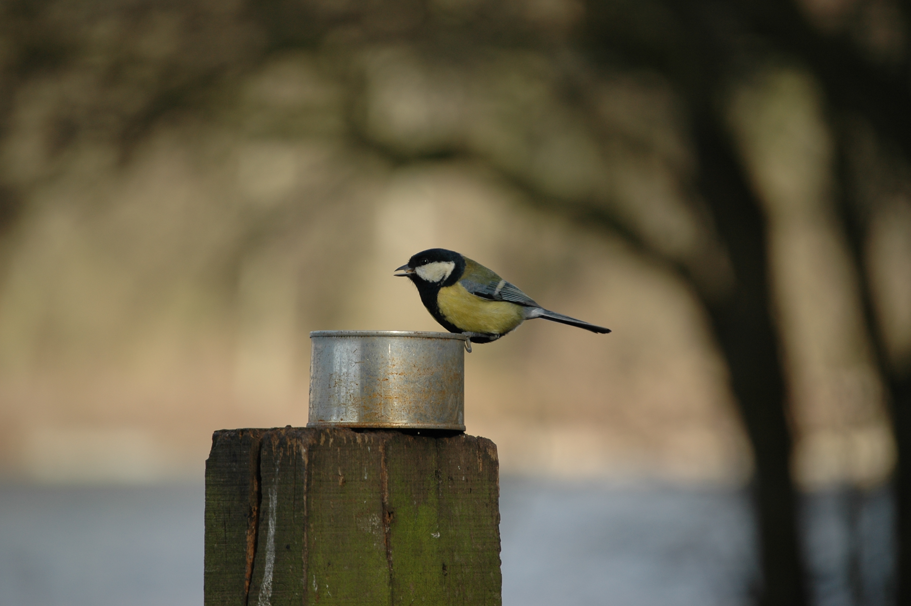 photos/wildlife/Bird_Species/168-Tits-Chickadees/7646-Great_Tit/20060217-Wellbeck-12.jpg