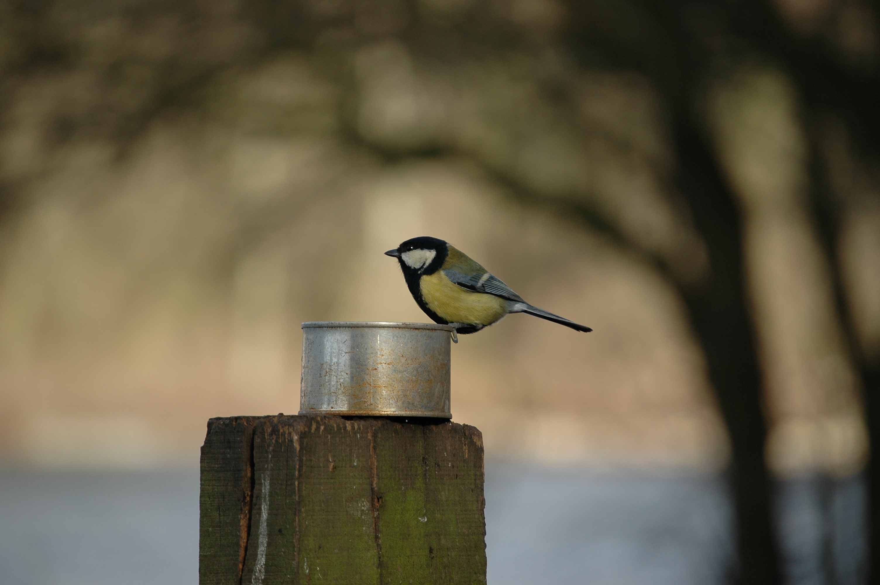photos/wildlife/Bird_Species/168-Tits-Chickadees/7646-Great_Tit/20060217-Wellbeck-13.jpg