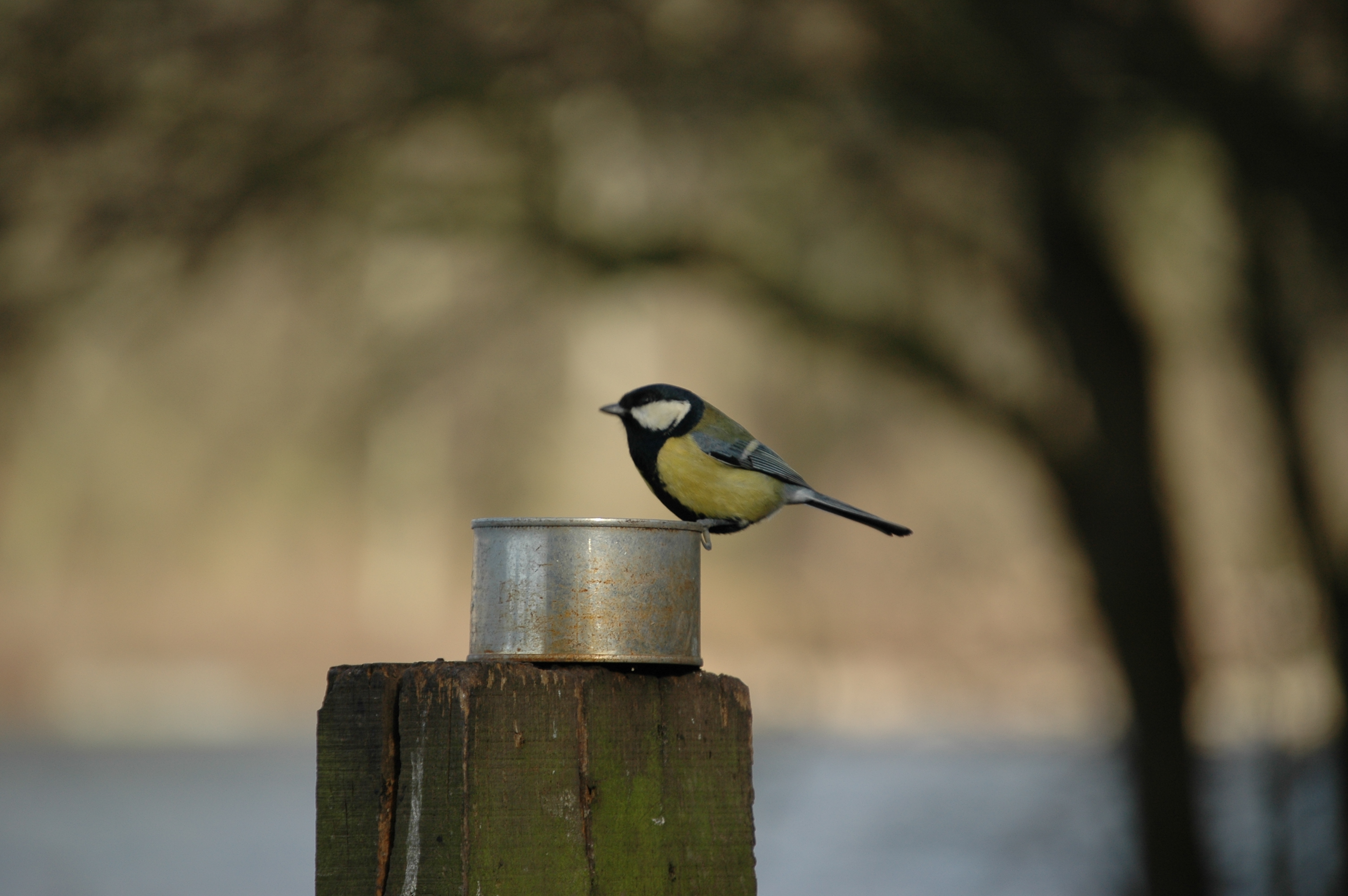 photos/wildlife/Bird_Species/168-Tits-Chickadees/7646-Great_Tit/20060217-Wellbeck-14.jpg
