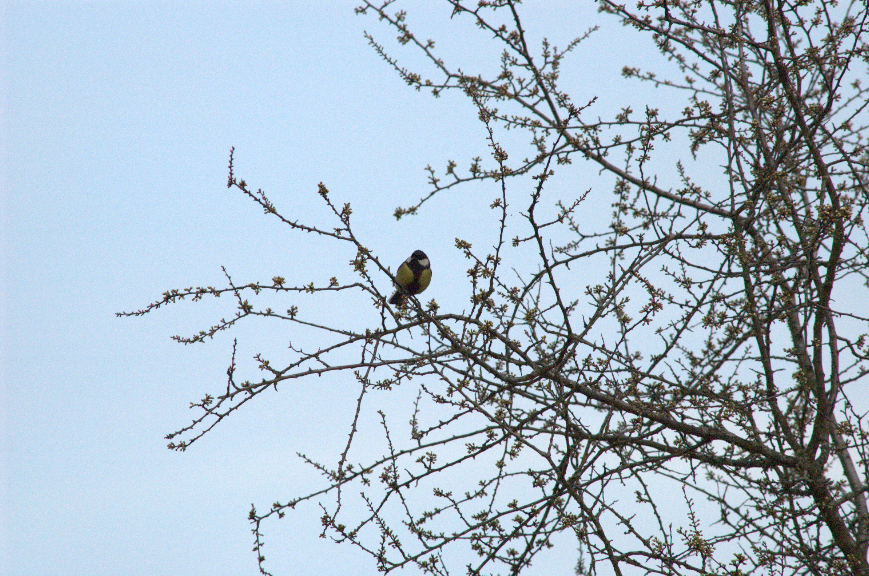 photos/wildlife/Bird_Species/168-Tits-Chickadees/7646-Great_Tit/DSC_0006_2.jpg