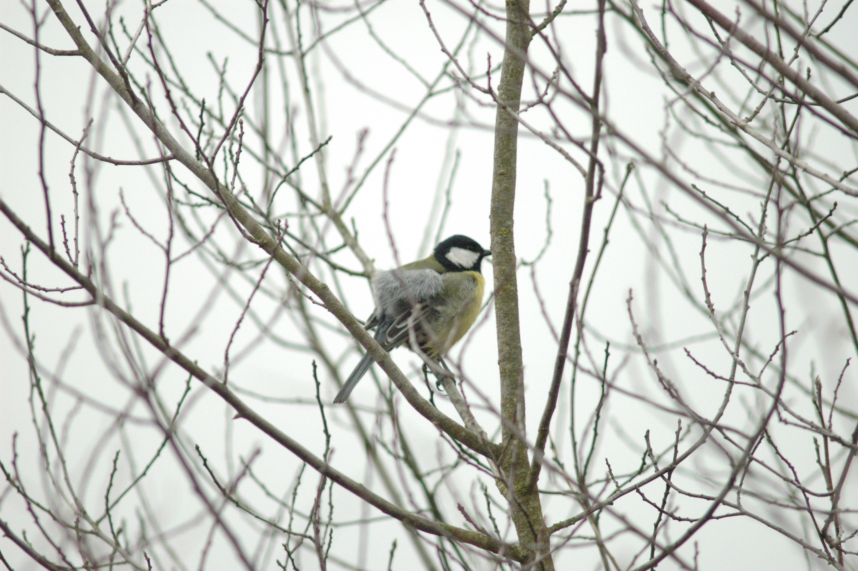 photos/wildlife/Bird_Species/168-Tits-Chickadees/7646-Great_Tit/DSC_0035.JPG