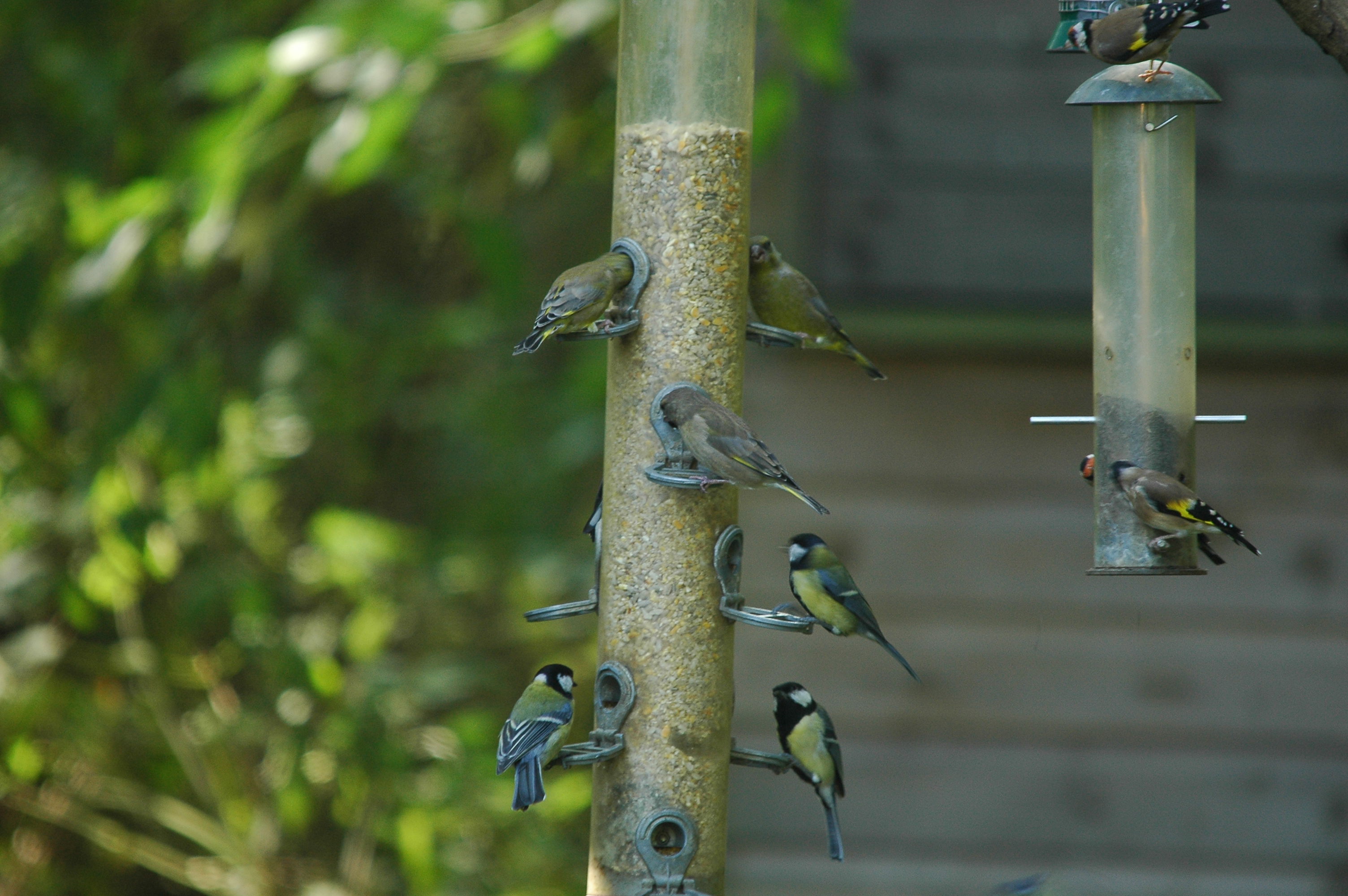 photos/wildlife/Bird_Species/168-Tits-Chickadees/7646-Great_Tit/DSC_3559.JPG