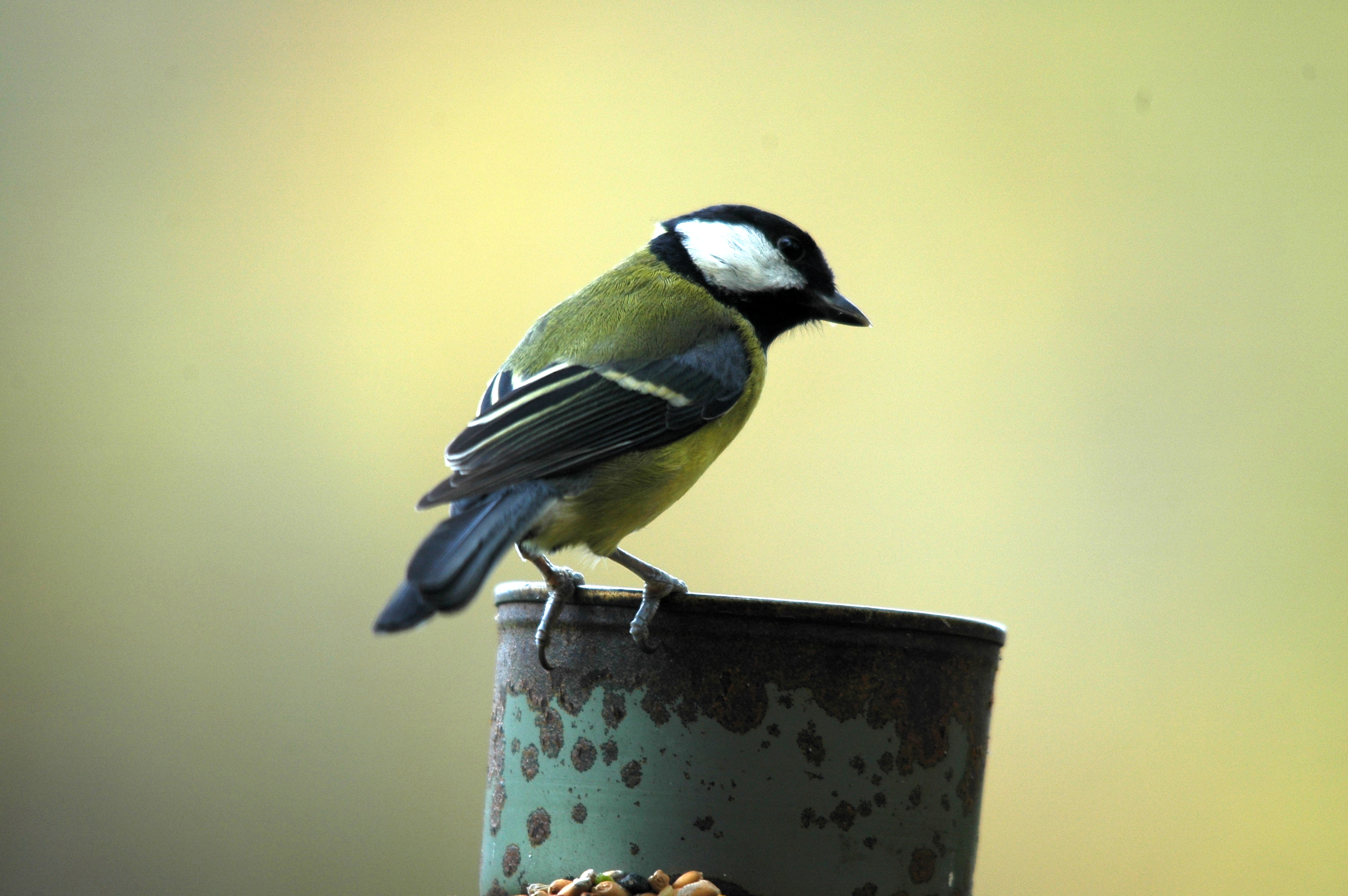 photos/wildlife/Bird_Species/168-Tits-Chickadees/7646-Great_Tit/DSC_3812.JPG