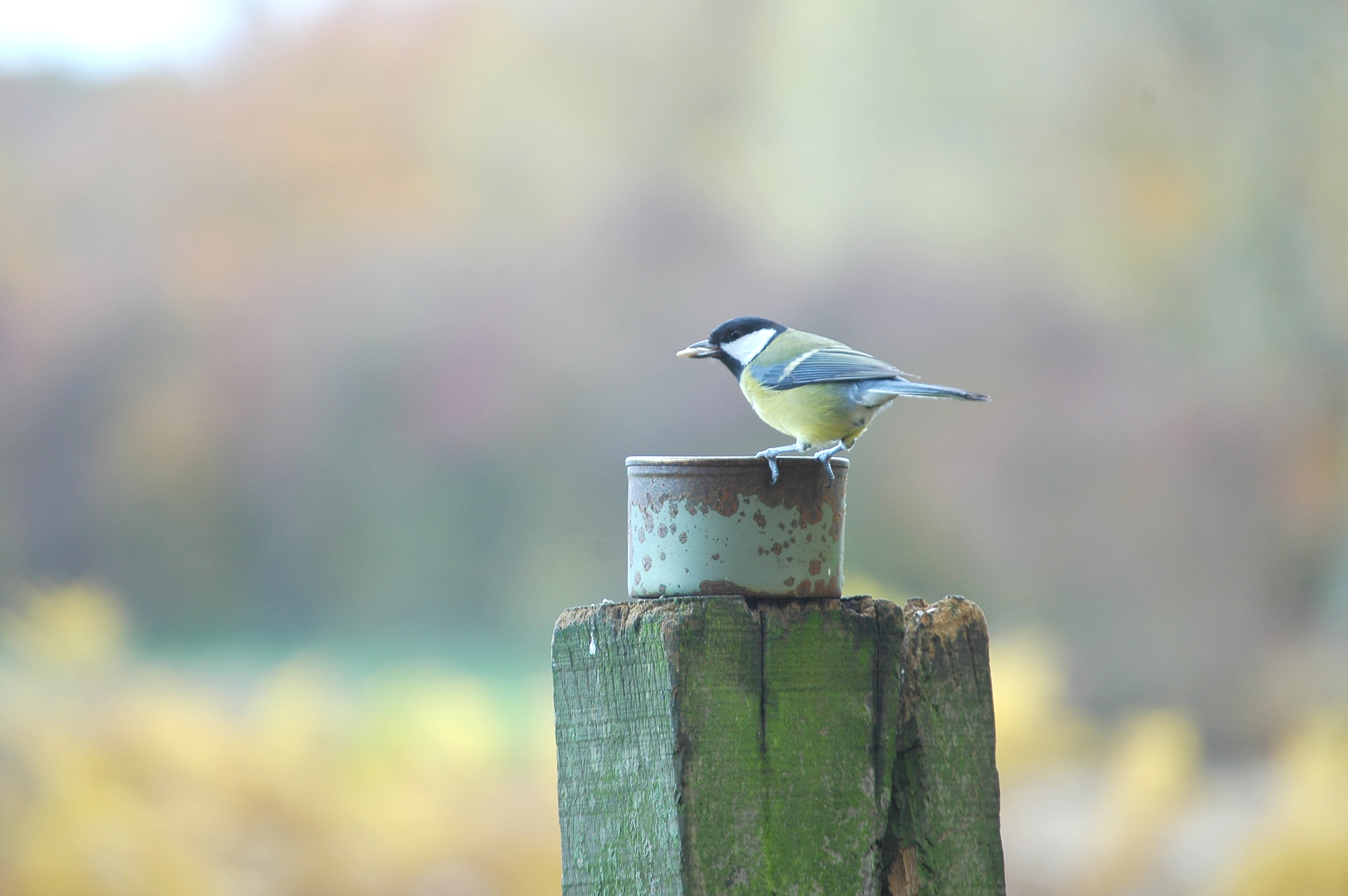 photos/wildlife/Bird_Species/168-Tits-Chickadees/7646-Great_Tit/DSC_3960.JPG
