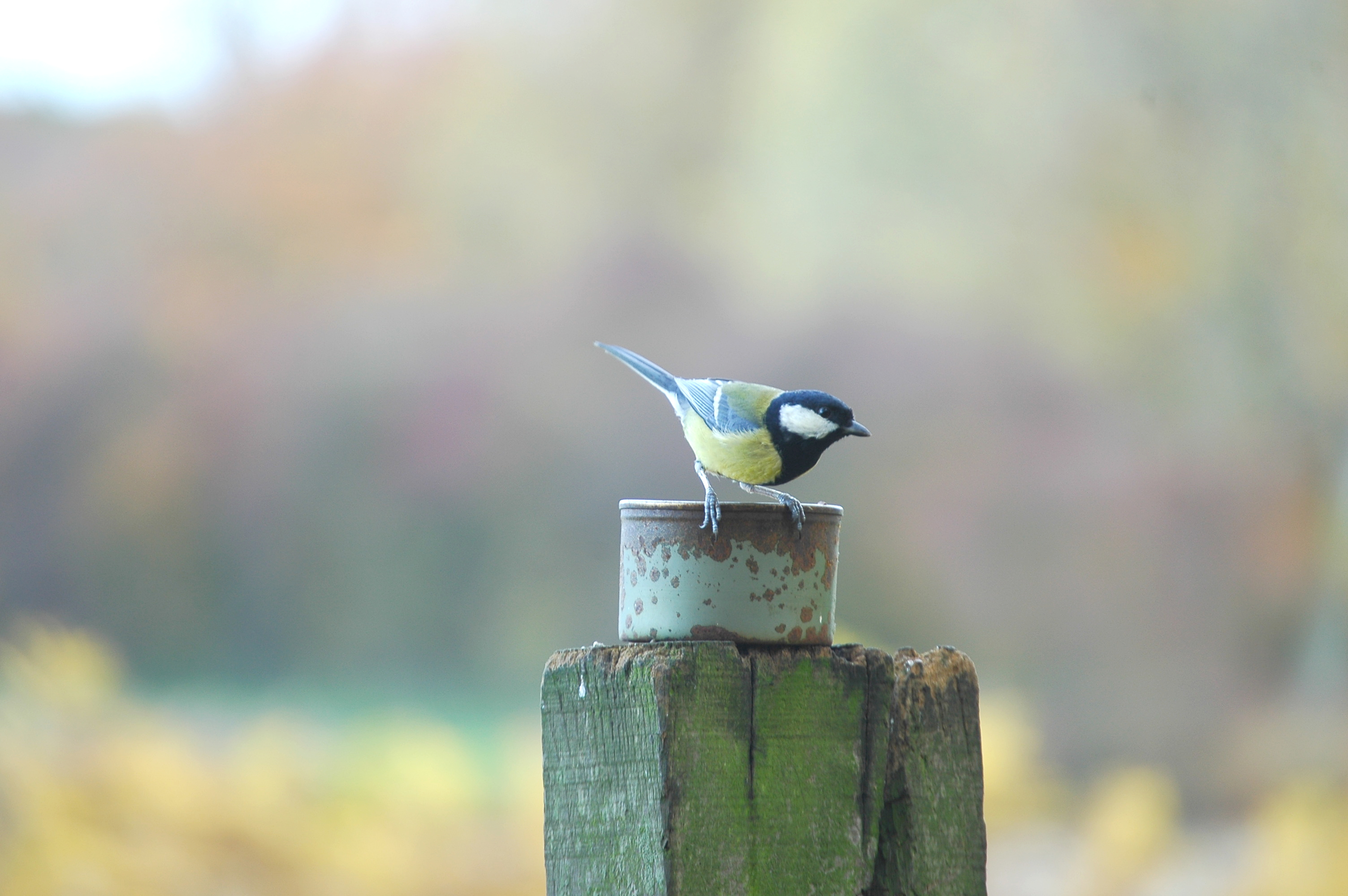 photos/wildlife/Bird_Species/168-Tits-Chickadees/7646-Great_Tit/DSC_3966.JPG