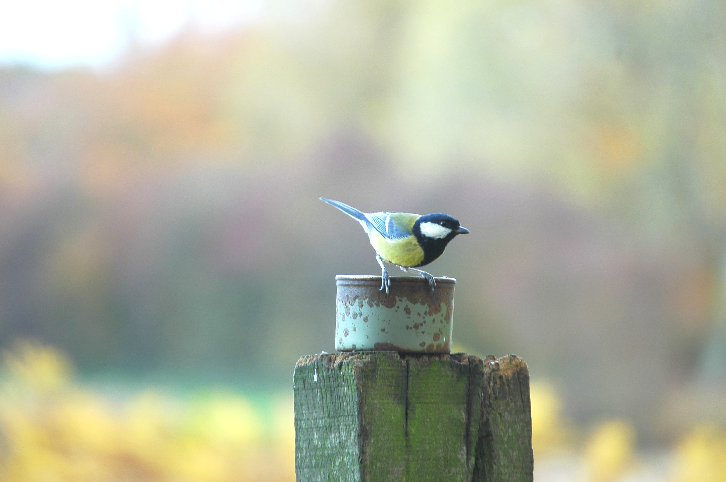 photos/wildlife/Bird_Species/168-Tits-Chickadees/7646-Great_Tit/DSC_3967.JPG
