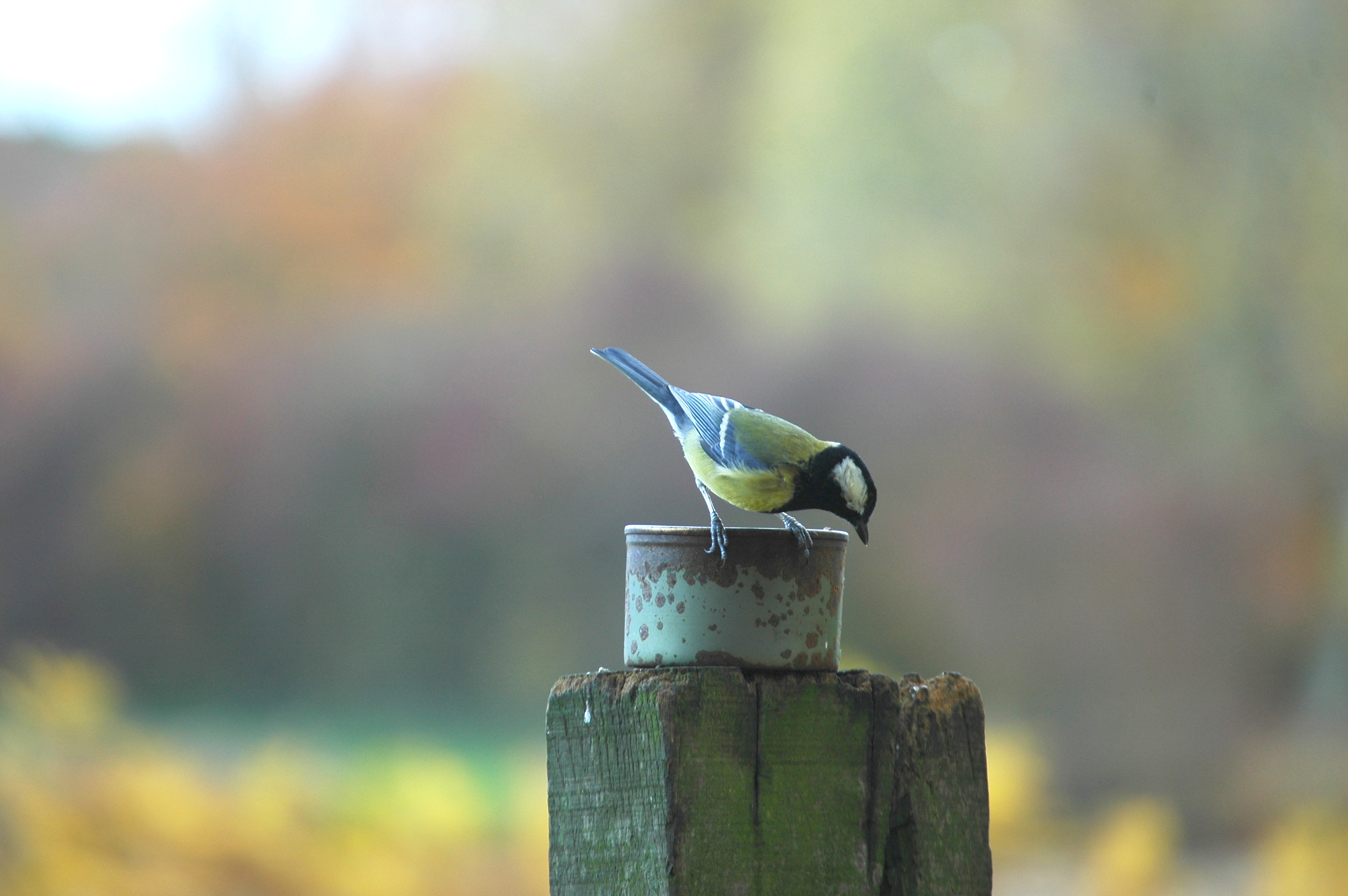 photos/wildlife/Bird_Species/168-Tits-Chickadees/7646-Great_Tit/DSC_3968.JPG