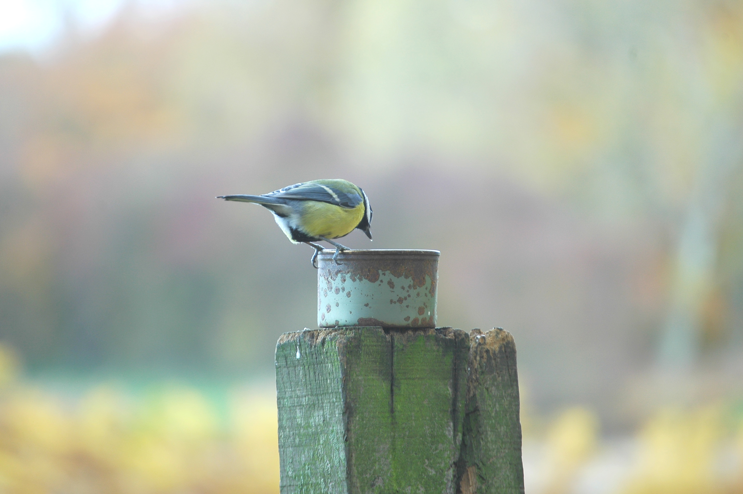 photos/wildlife/Bird_Species/168-Tits-Chickadees/7646-Great_Tit/DSC_3991.JPG
