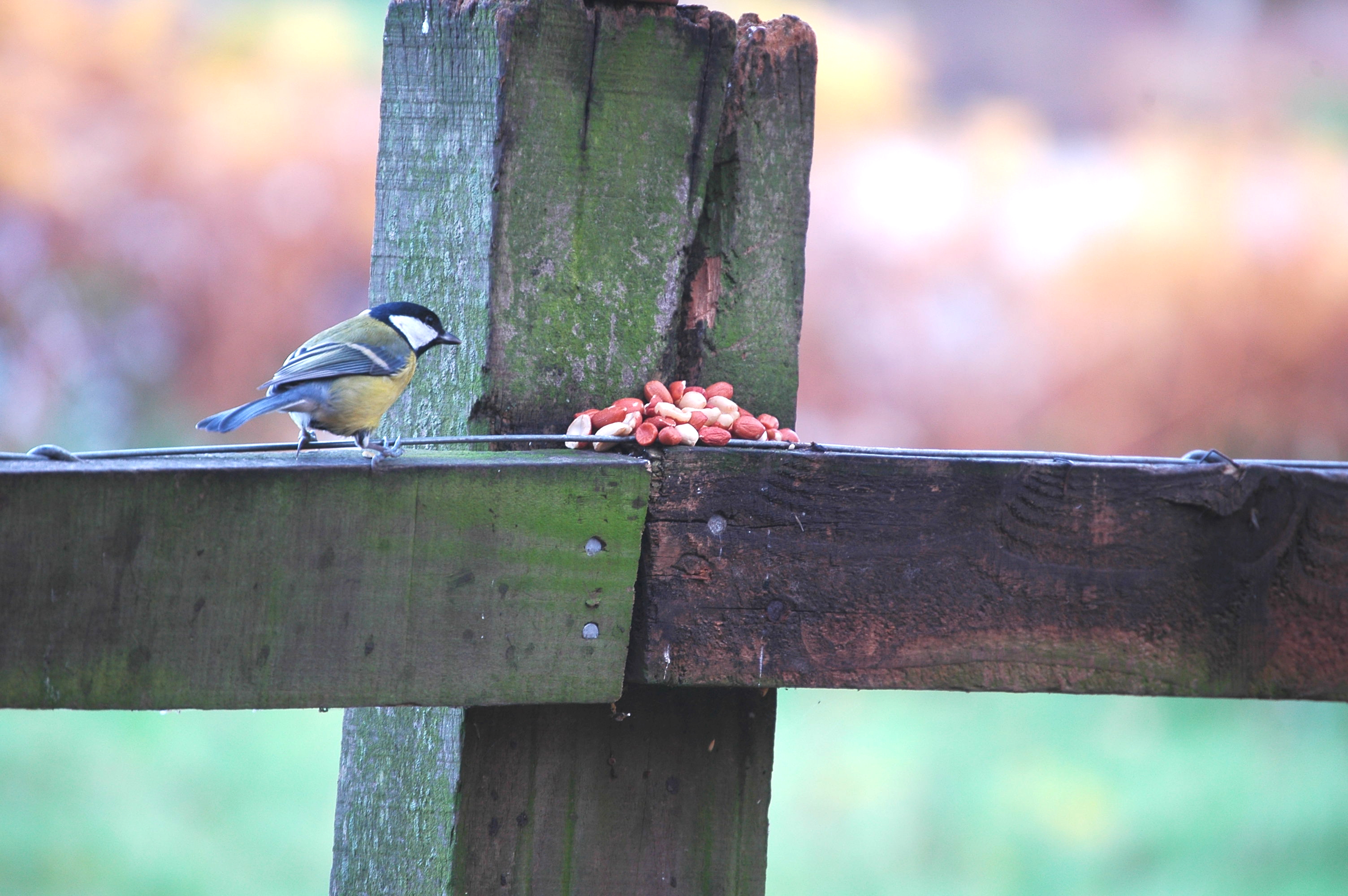 photos/wildlife/Bird_Species/168-Tits-Chickadees/7646-Great_Tit/DSC_4000.JPG