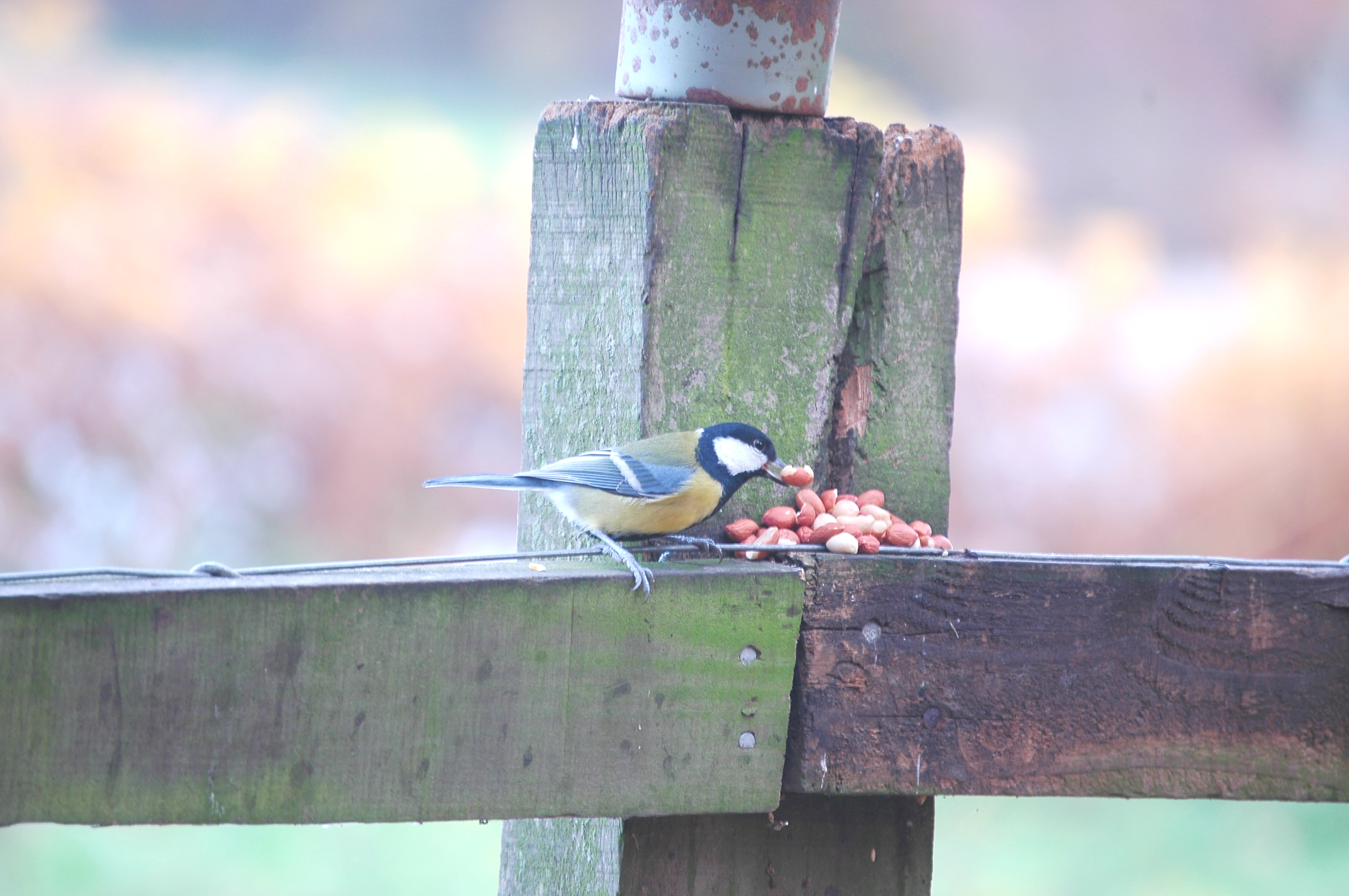 photos/wildlife/Bird_Species/168-Tits-Chickadees/7646-Great_Tit/DSC_4005.JPG